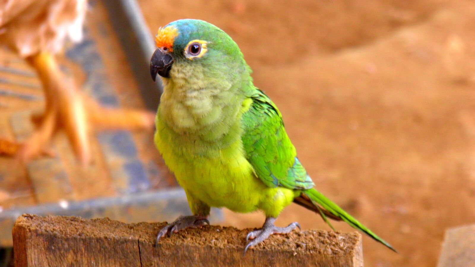 Olympus SP800UZ sample photo. Parrot, parakeet, fauna photography