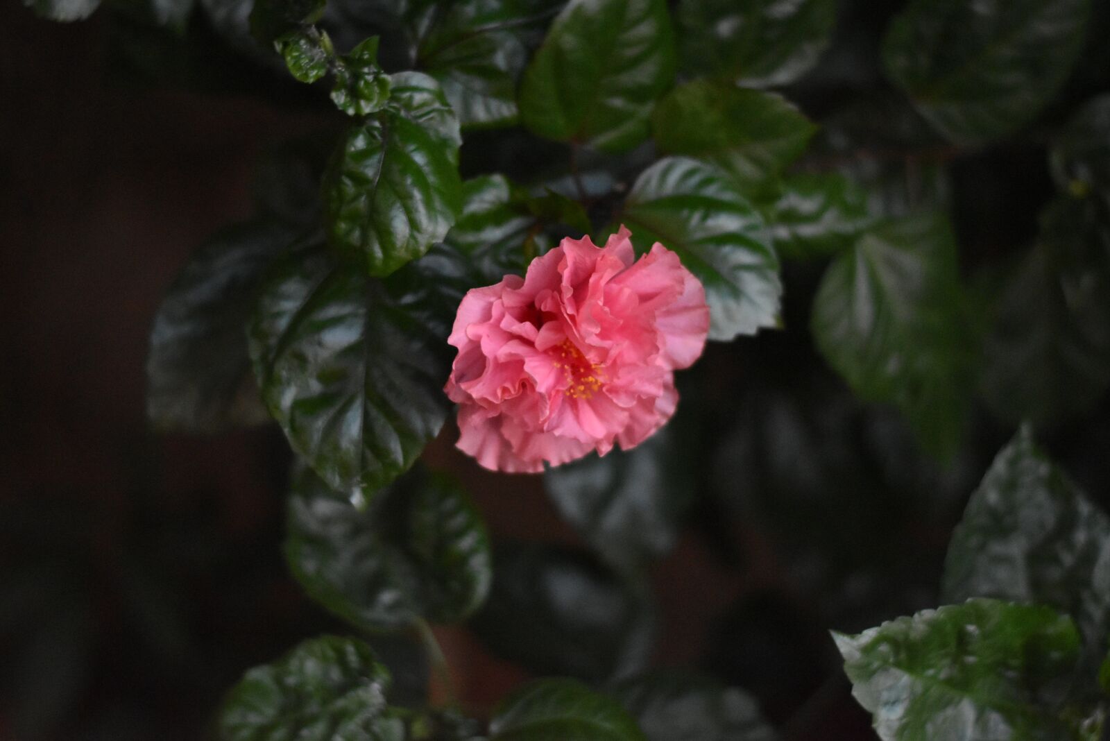 Nikon D5500 sample photo. Flower, red, water photography