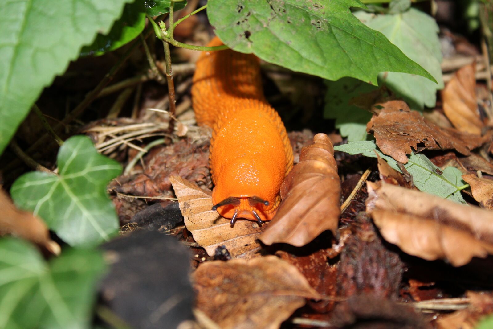 Canon EOS 1300D (EOS Rebel T6 / EOS Kiss X80) sample photo. Snail, nature, mollusk photography