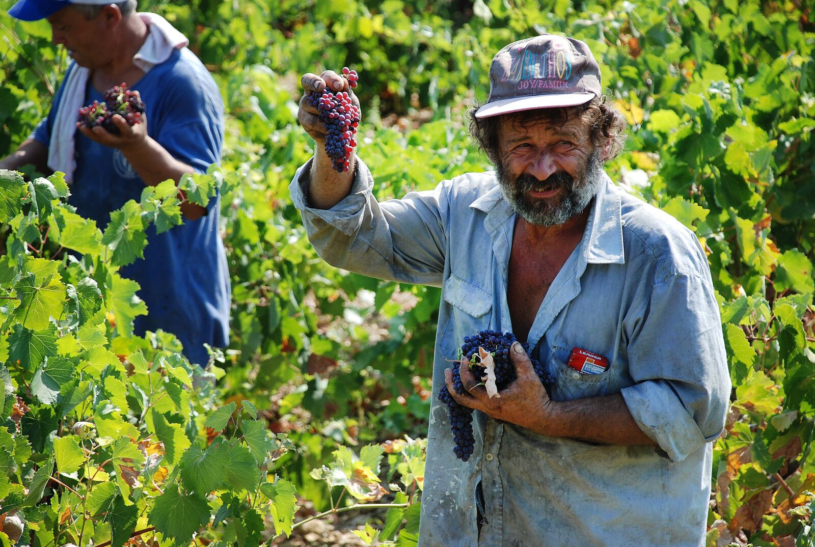 Nikon D80 sample photo. Vineyard, grapes, greece photography