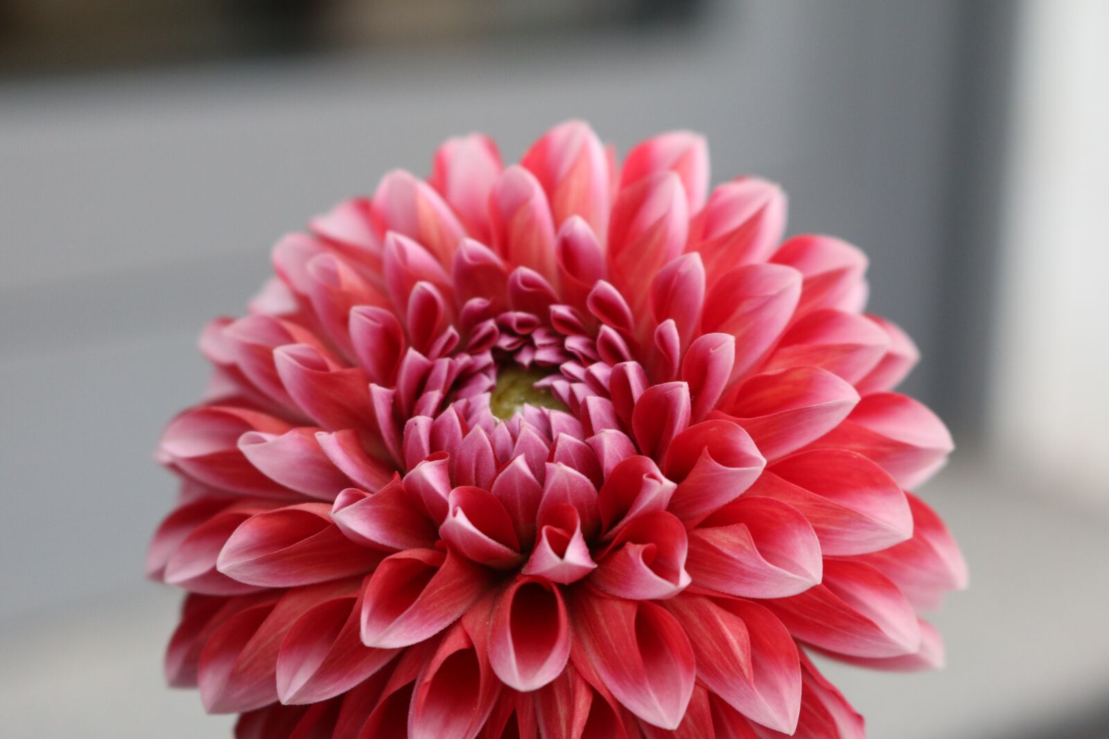 Canon EOS 70D sample photo. Summer, flower, nature photography