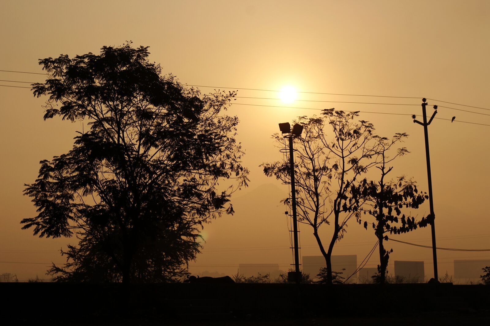 Canon EOS 700D (EOS Rebel T5i / EOS Kiss X7i) + Canon EF 50mm F1.8 STM sample photo. Dawn, sunset, tree photography