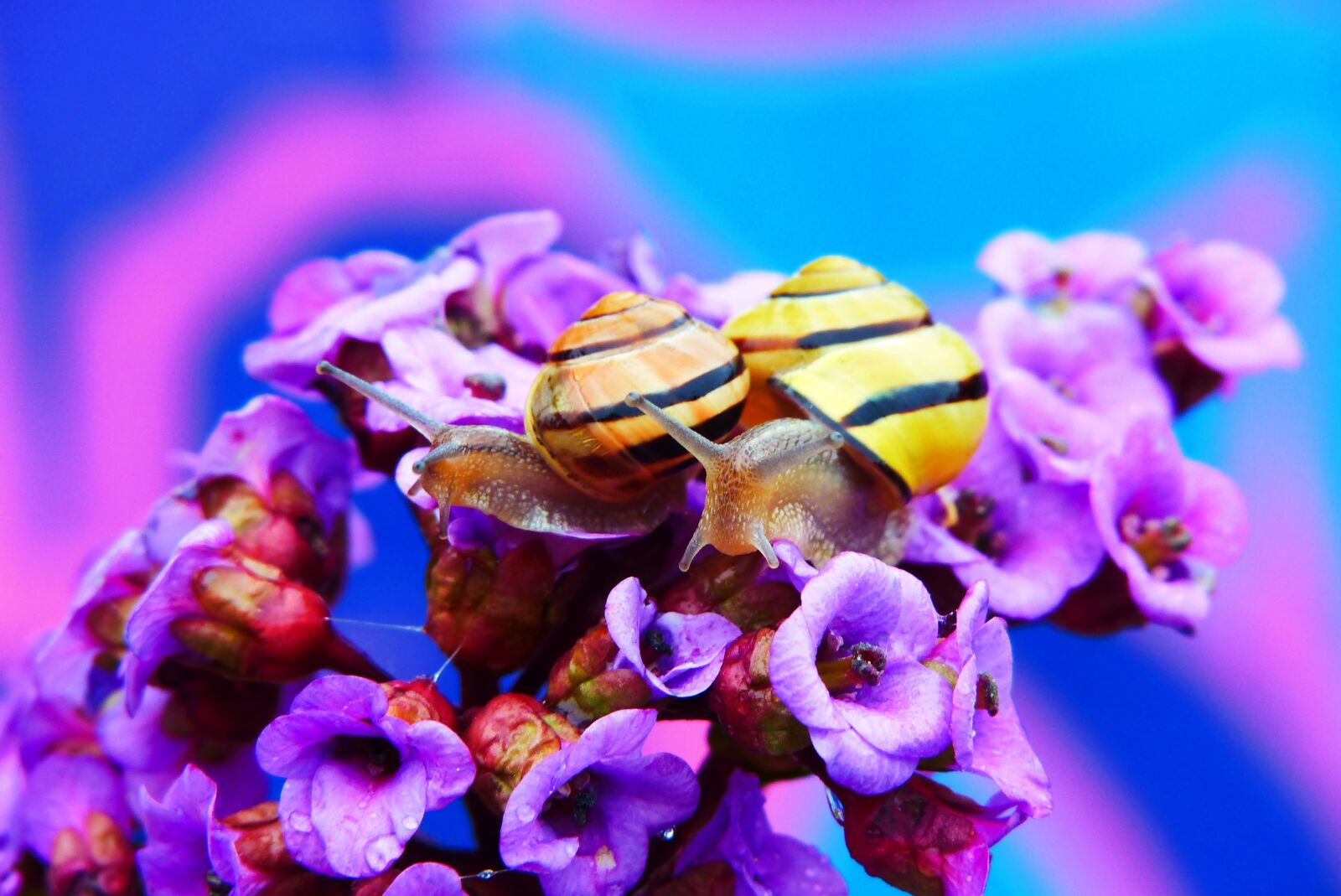 Panasonic Lumix DMC-FZ200 sample photo. Wst yki gajowe, molluscs photography