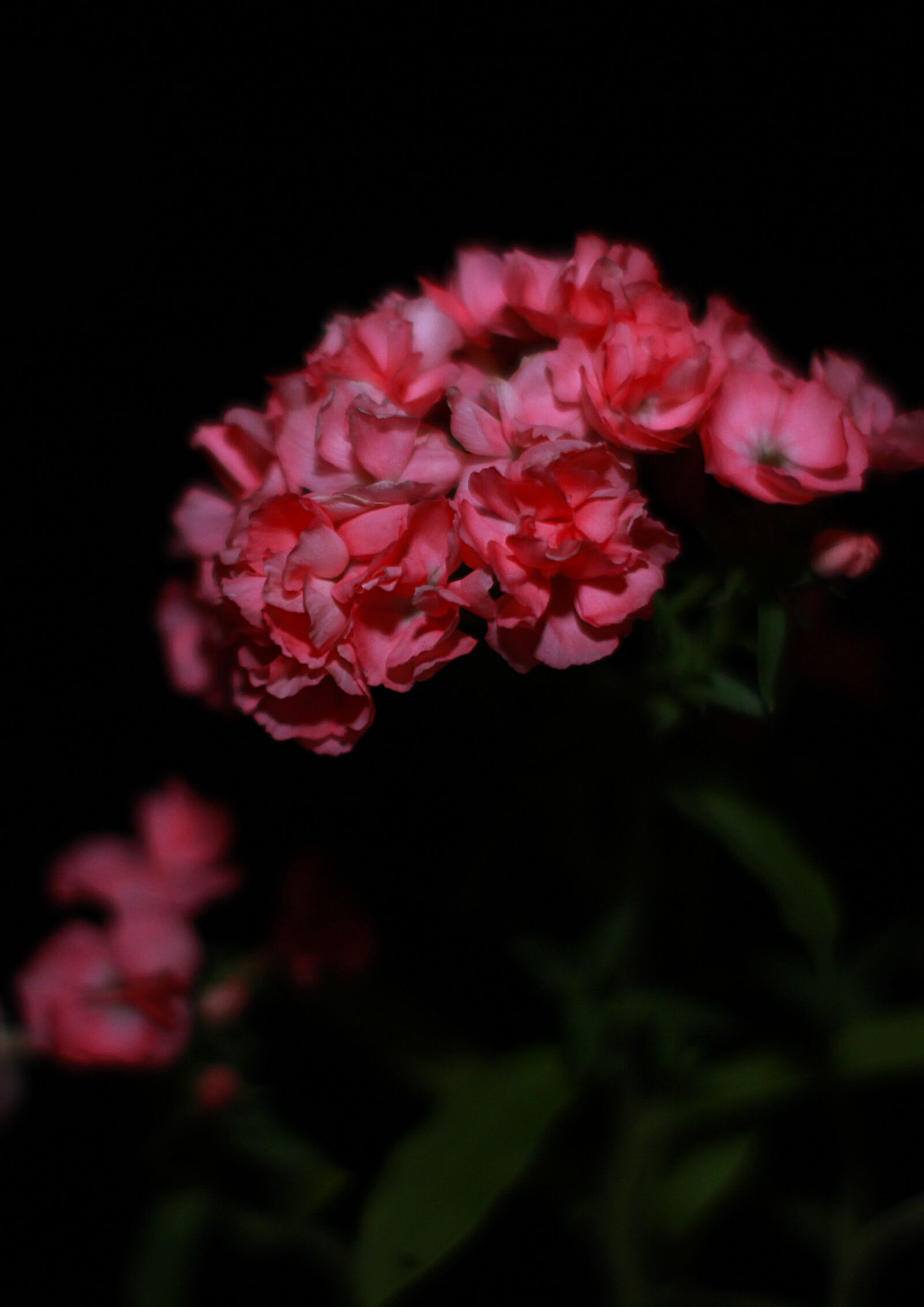 Canon EOS 1200D (EOS Rebel T5 / EOS Kiss X70 / EOS Hi) sample photo. Flowers, garden, beds photography