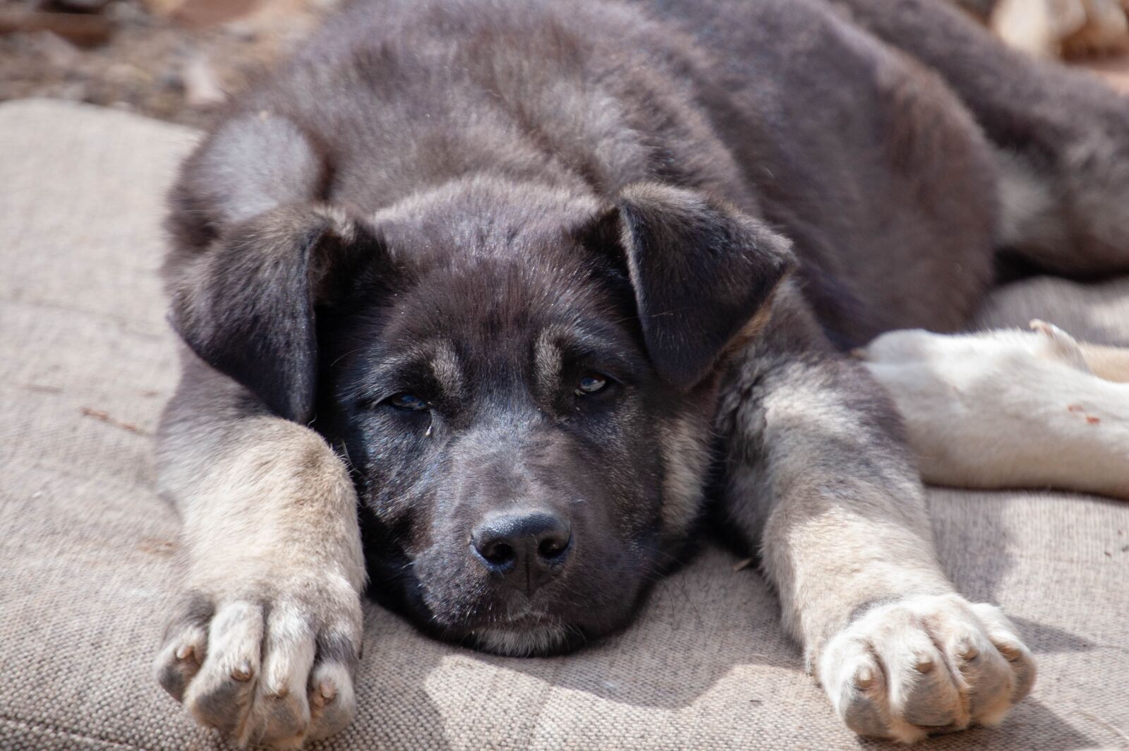 Nikon D40 sample photo. Dog, ear, puppies photography