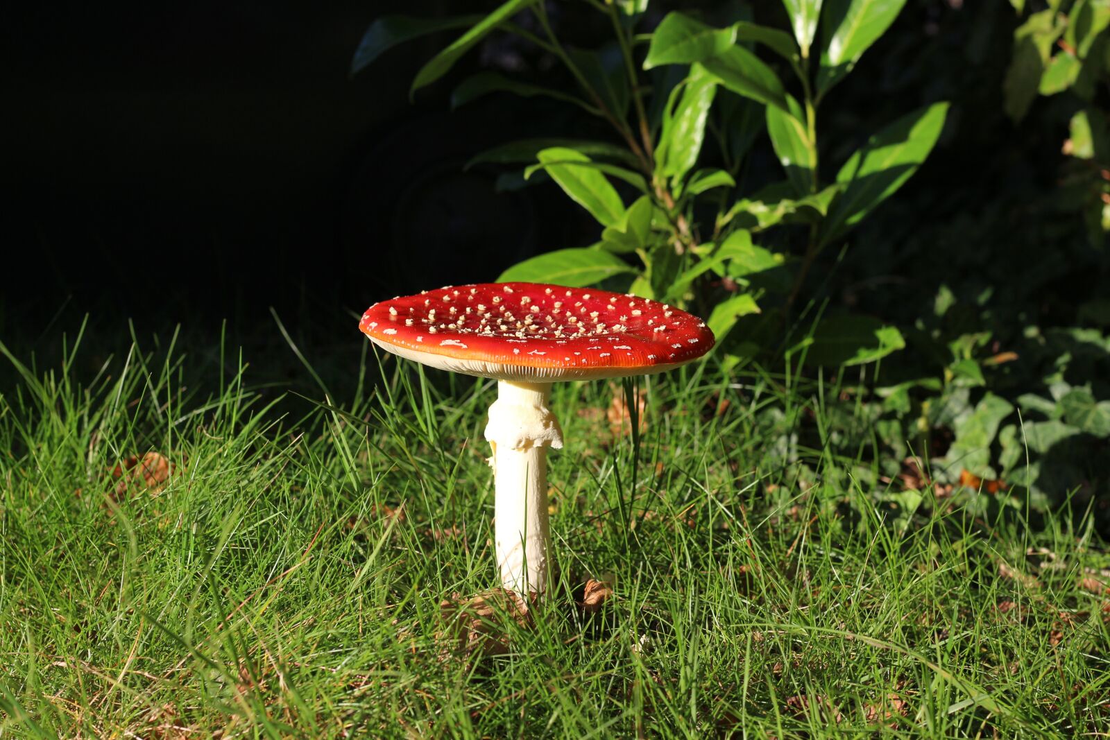 Canon EOS 700D (EOS Rebel T5i / EOS Kiss X7i) + Canon EF 50mm F1.8 STM sample photo. Fly agaric, garden, in photography