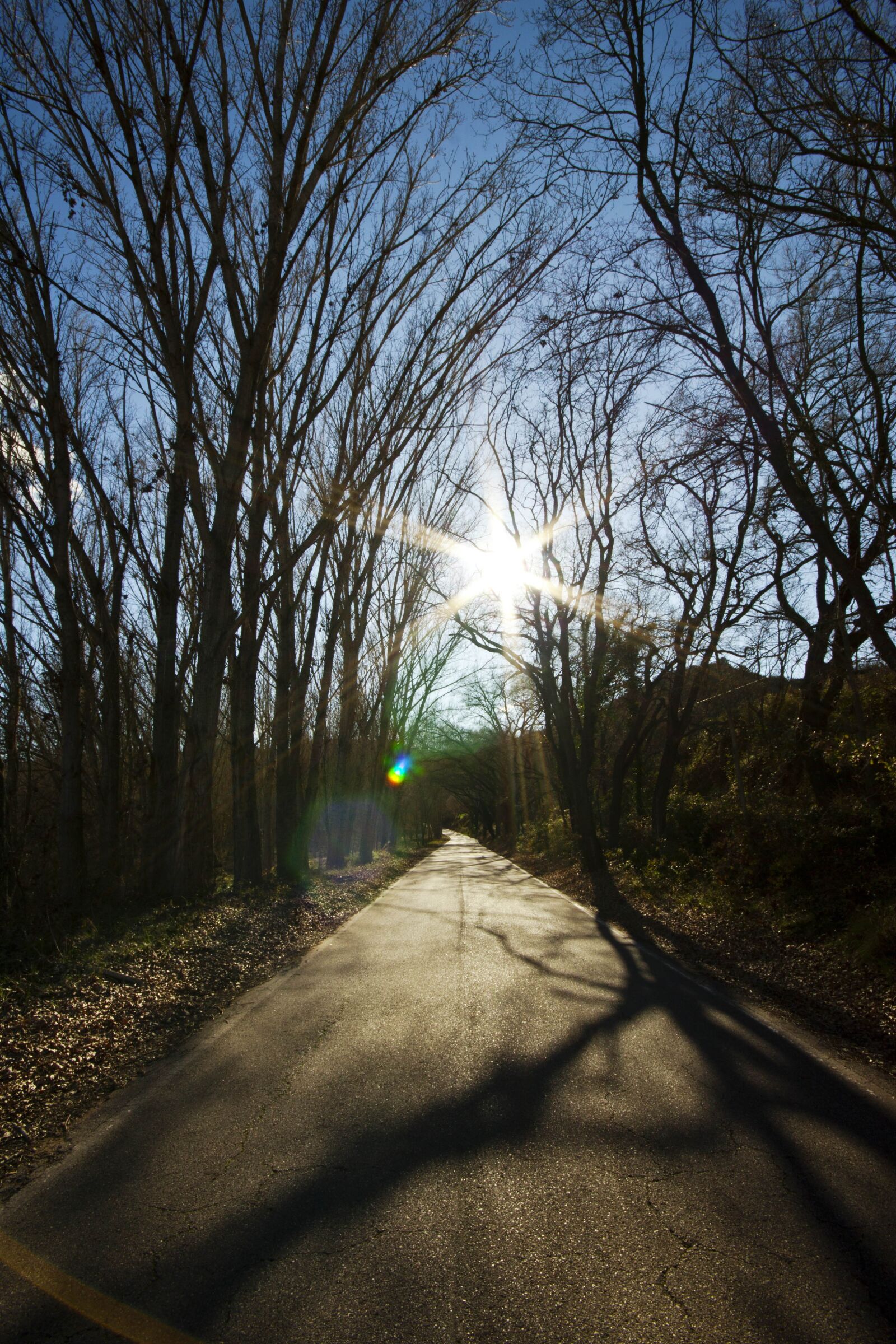Canon EOS 500D (EOS Rebel T1i / EOS Kiss X3) sample photo. Nature, tree, outdoors photography