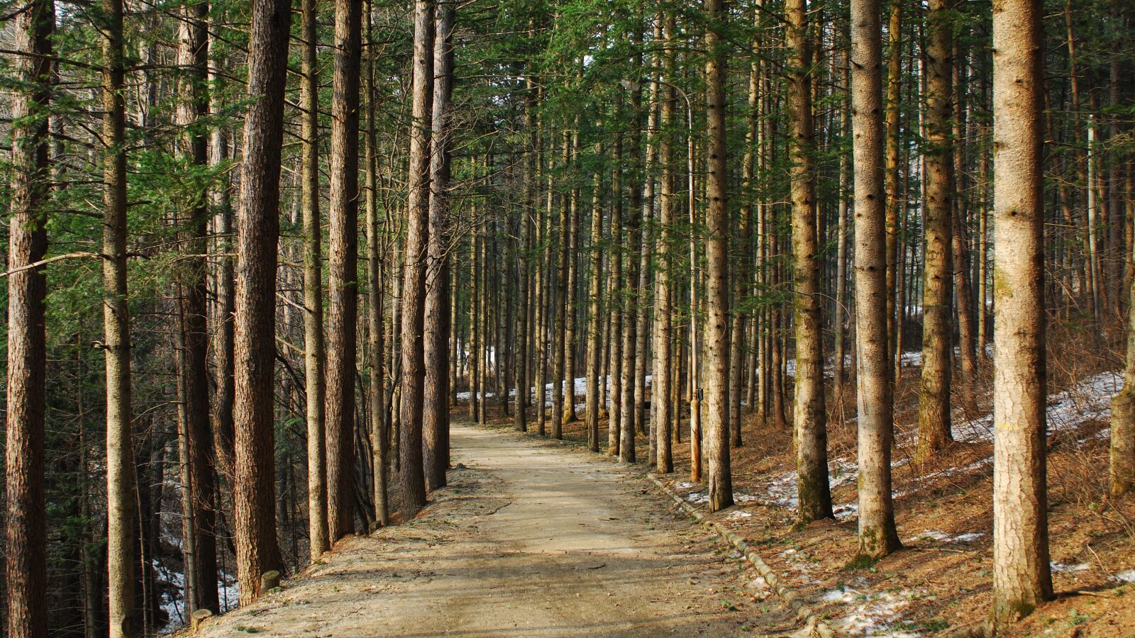 Nikon D2Xs sample photo. Wood, nature, this type photography