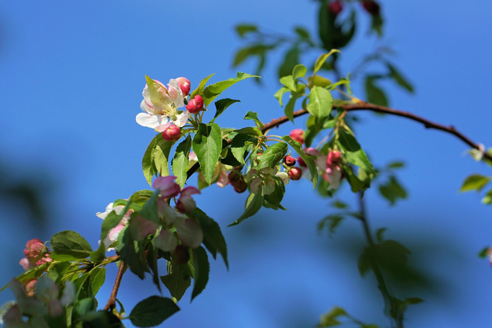 ZEISS Batis 85mm F1.8 sample photo. Cherry blossom, cherry tree photography