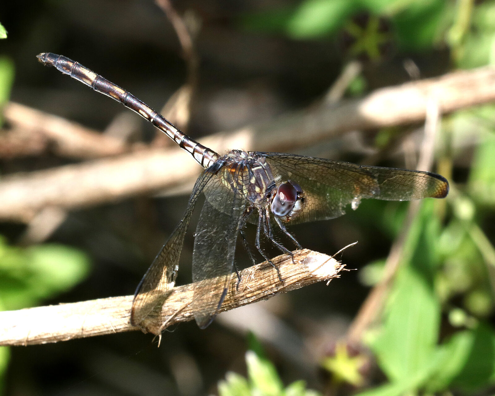 Canon EOS 750D (EOS Rebel T6i / EOS Kiss X8i) sample photo