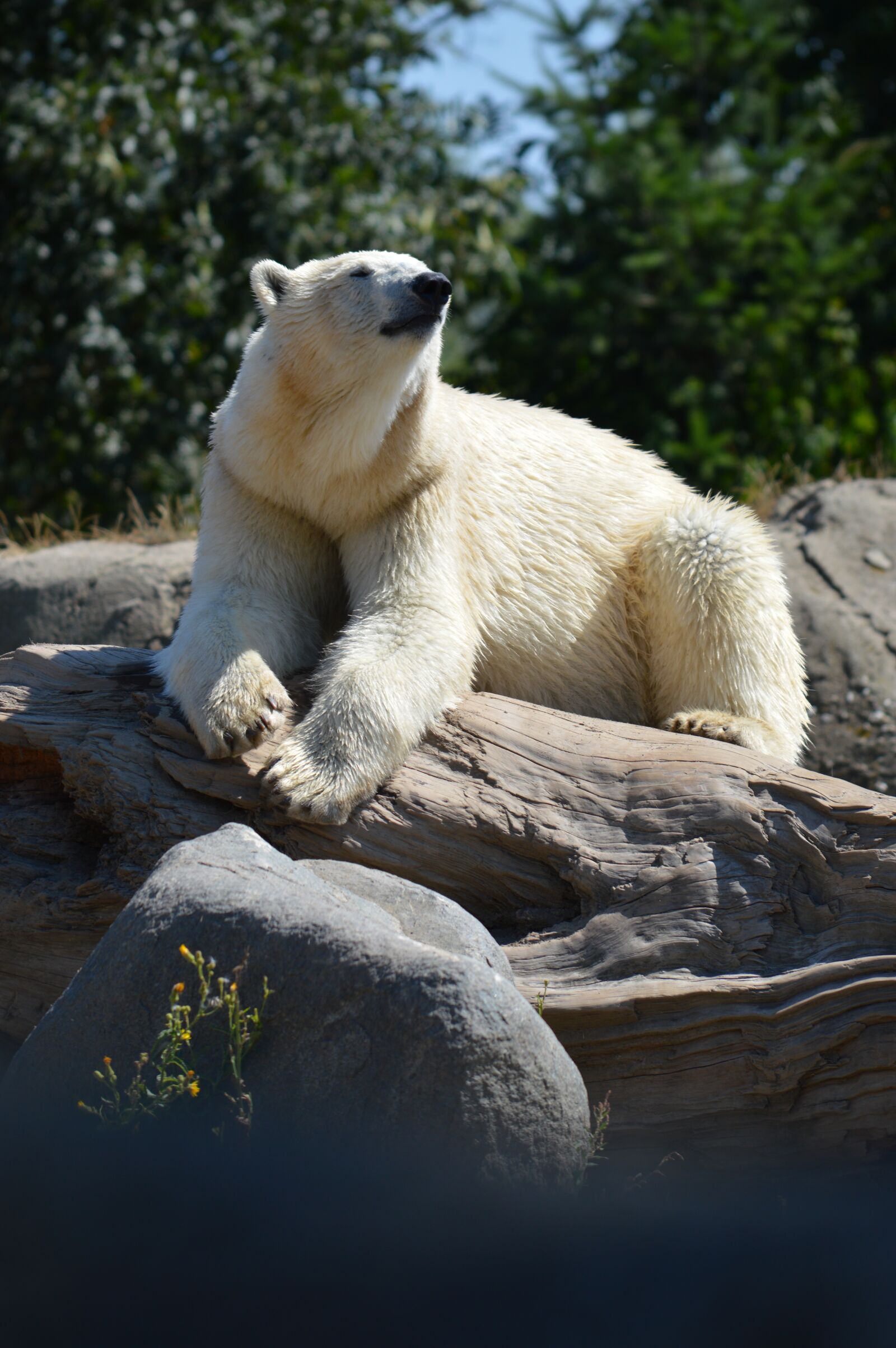 Nikon D3200 sample photo. Blijdorp, polar bear, zoo photography