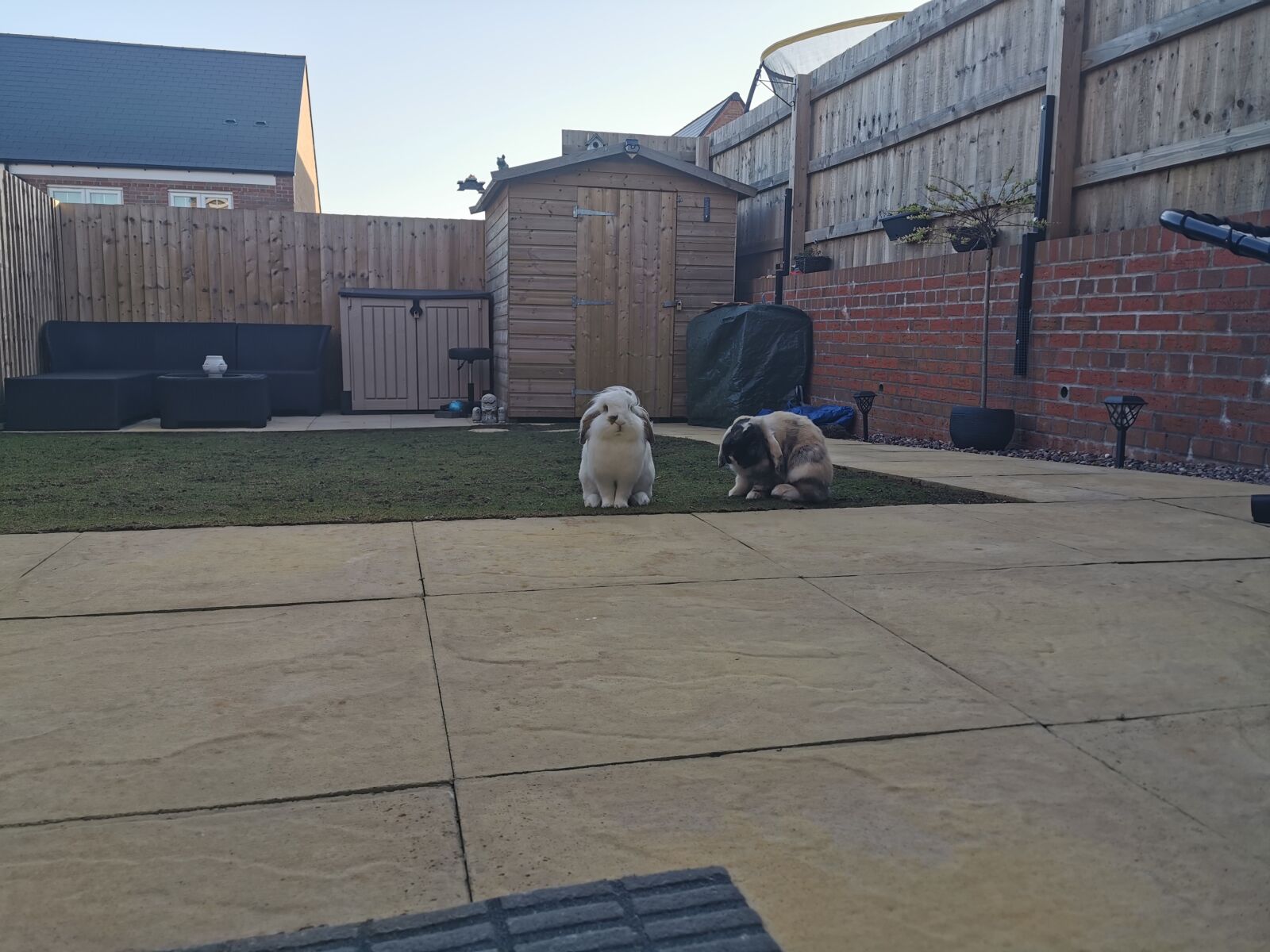 HUAWEI P30 Pro sample photo. Rabbits, bunnies, backgarden photography