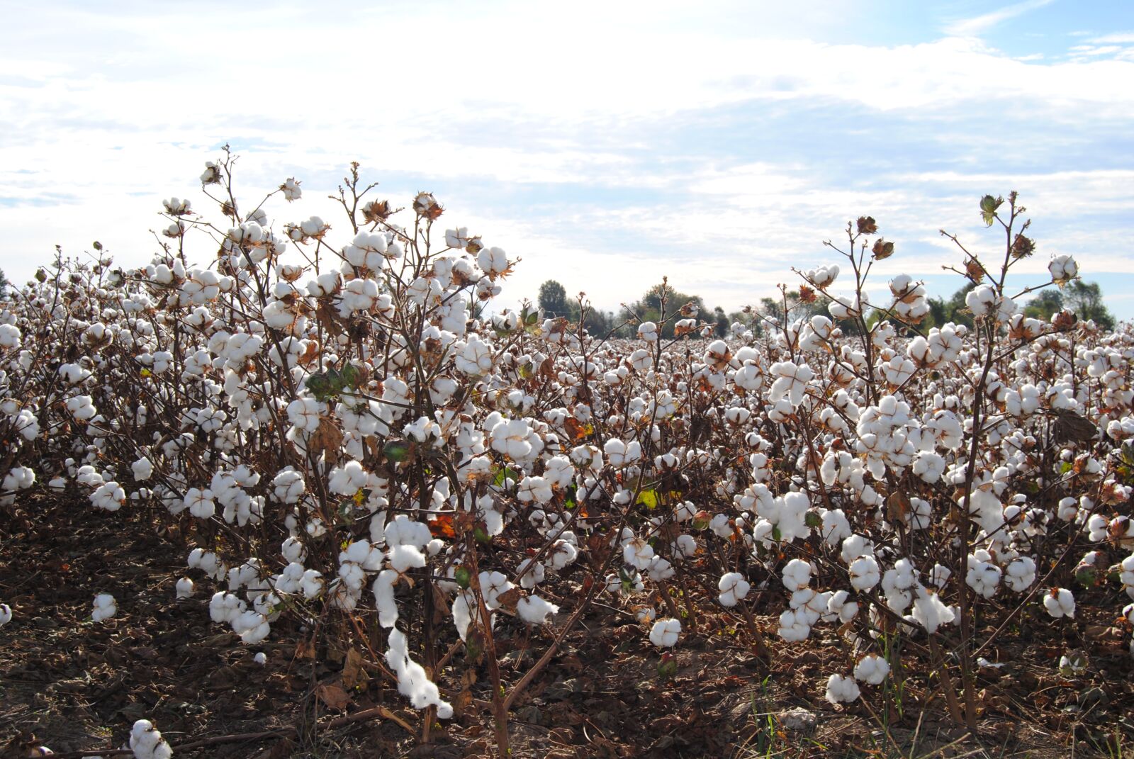 Nikon D3000 sample photo. Cotton, field, agriculture photography