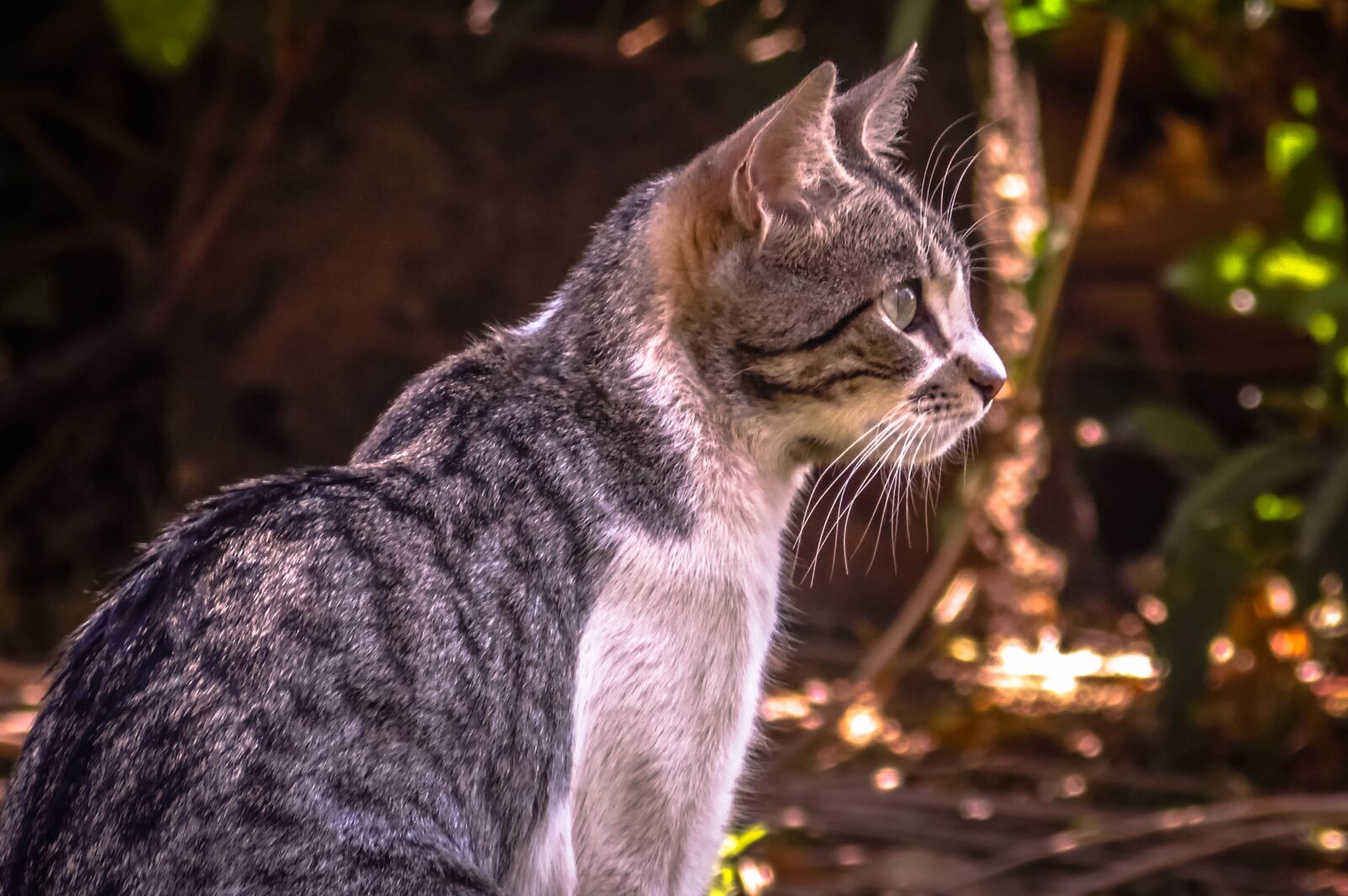 Samsung WB100/  WB101 sample photo. Cat, pet, feline photography