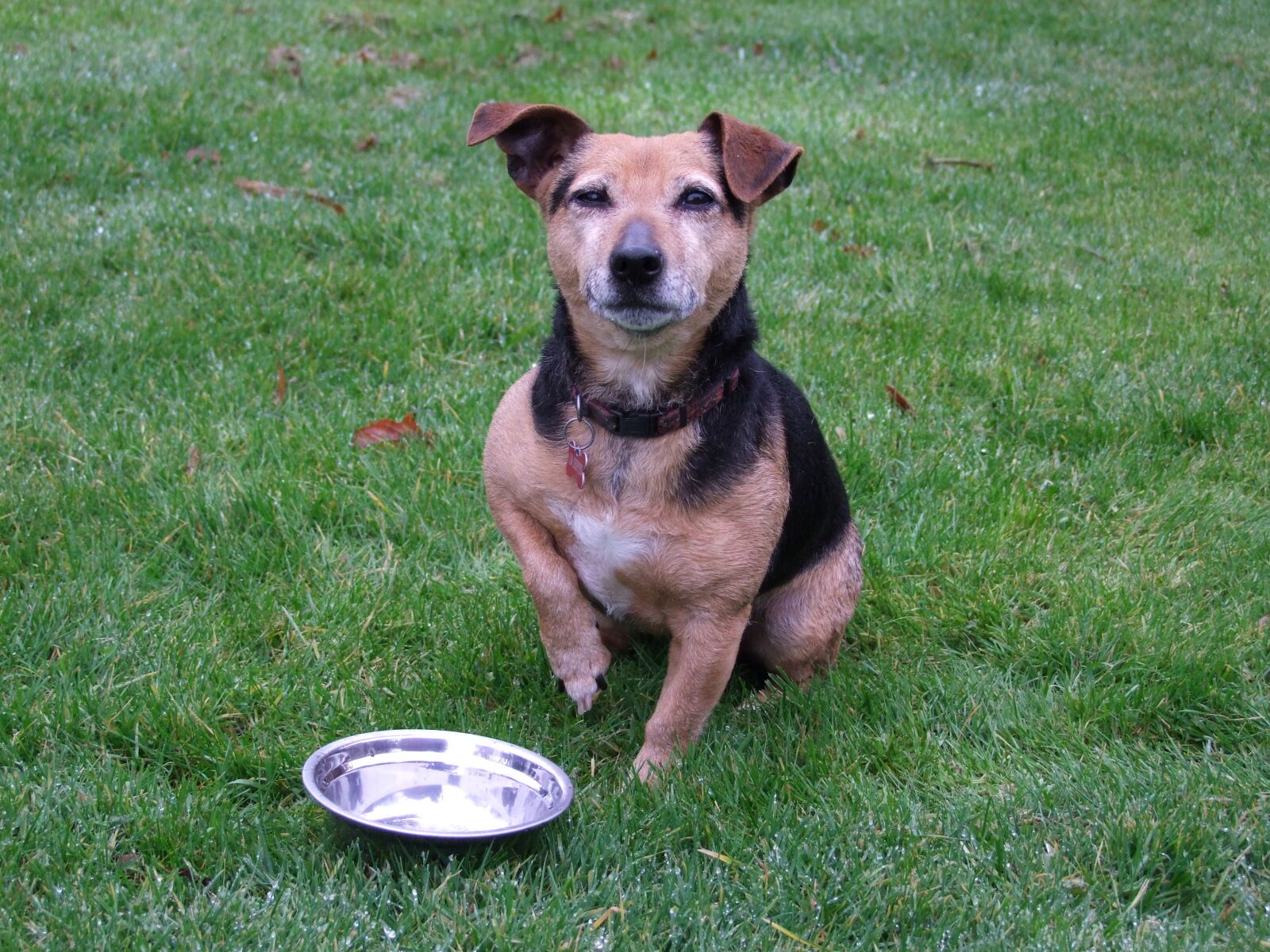 Fujifilm FinePix S100fs sample photo. Dog, terrier, food photography