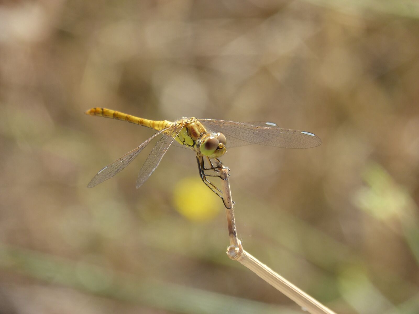 Panasonic DMC-FZ62 sample photo. Ib lula, yellow dragonfly photography