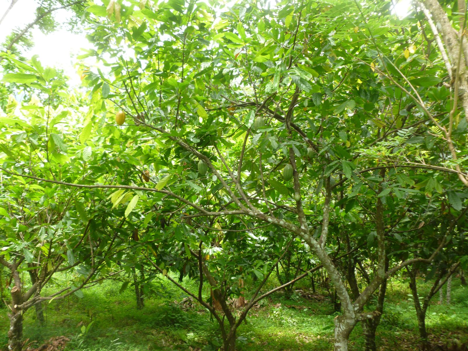 Panasonic DMC-FH25 sample photo. Tree, cocoa, tropical photography