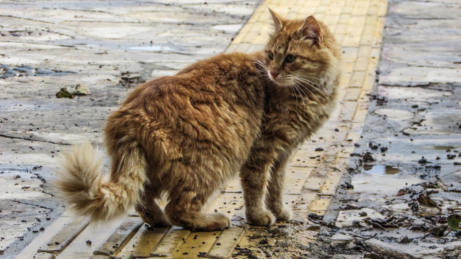 Canon PowerShot SX400 IS sample photo. Cat, stray, street photography