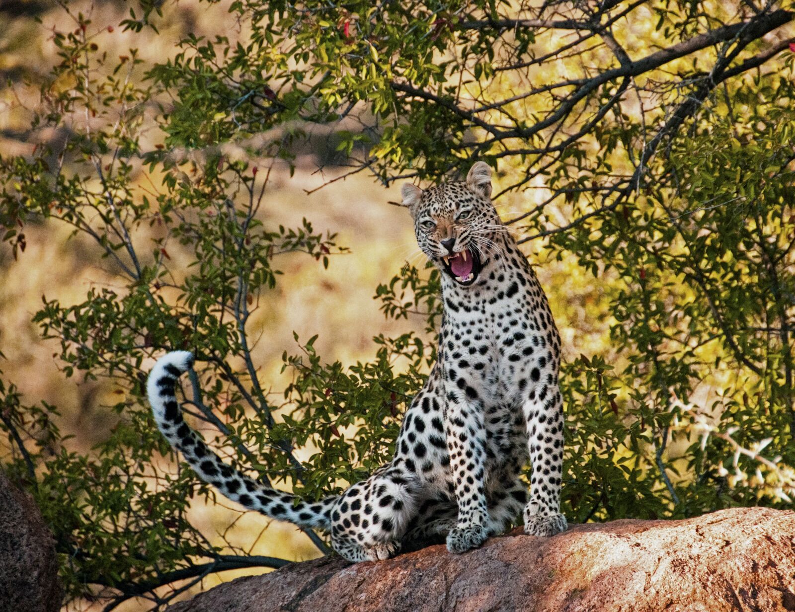 Nikon D300 sample photo. Leopard, yawn, morning photography