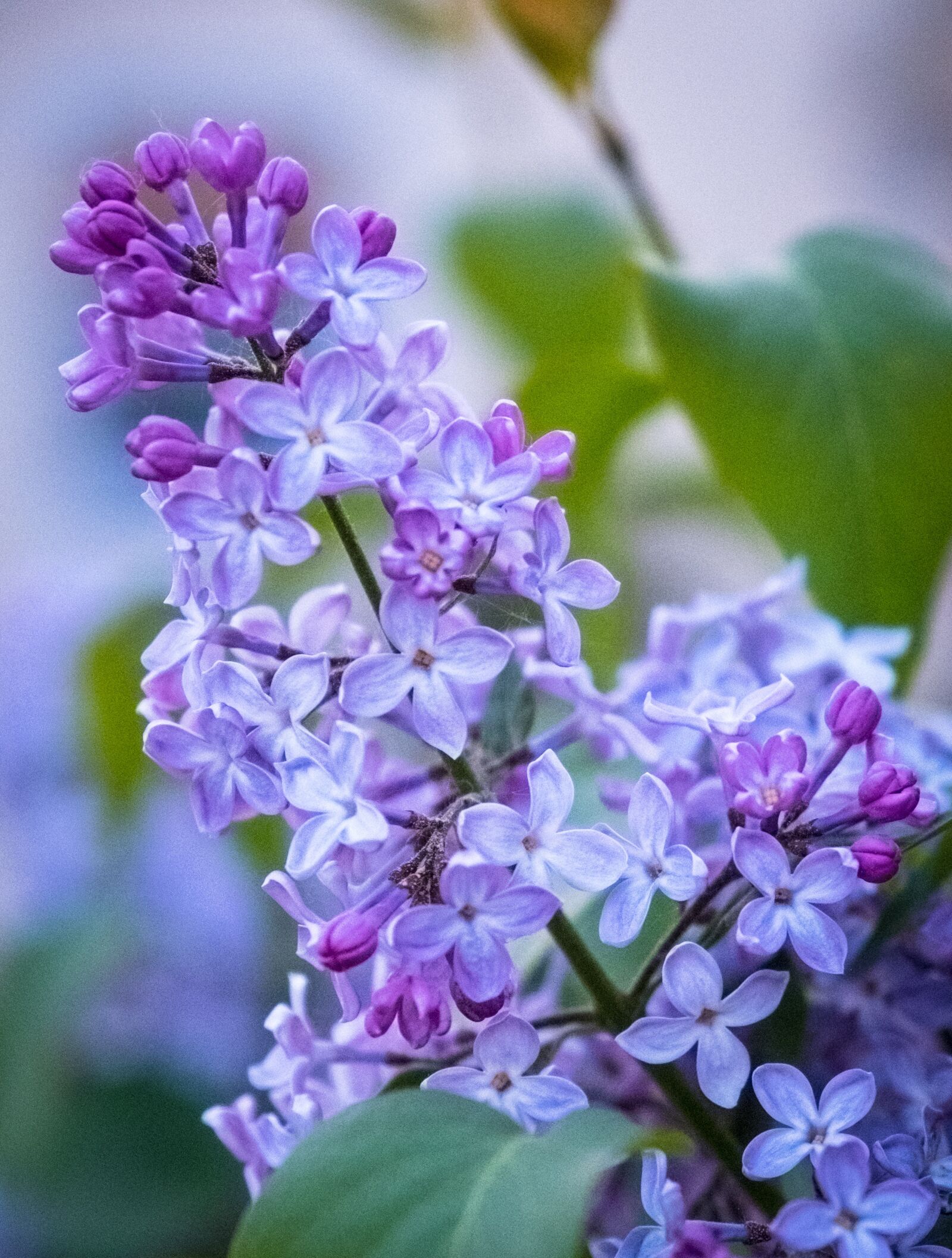 Fujifilm XF 16-55mm F2.8 R LM WR sample photo. Flower, plant, nature photography