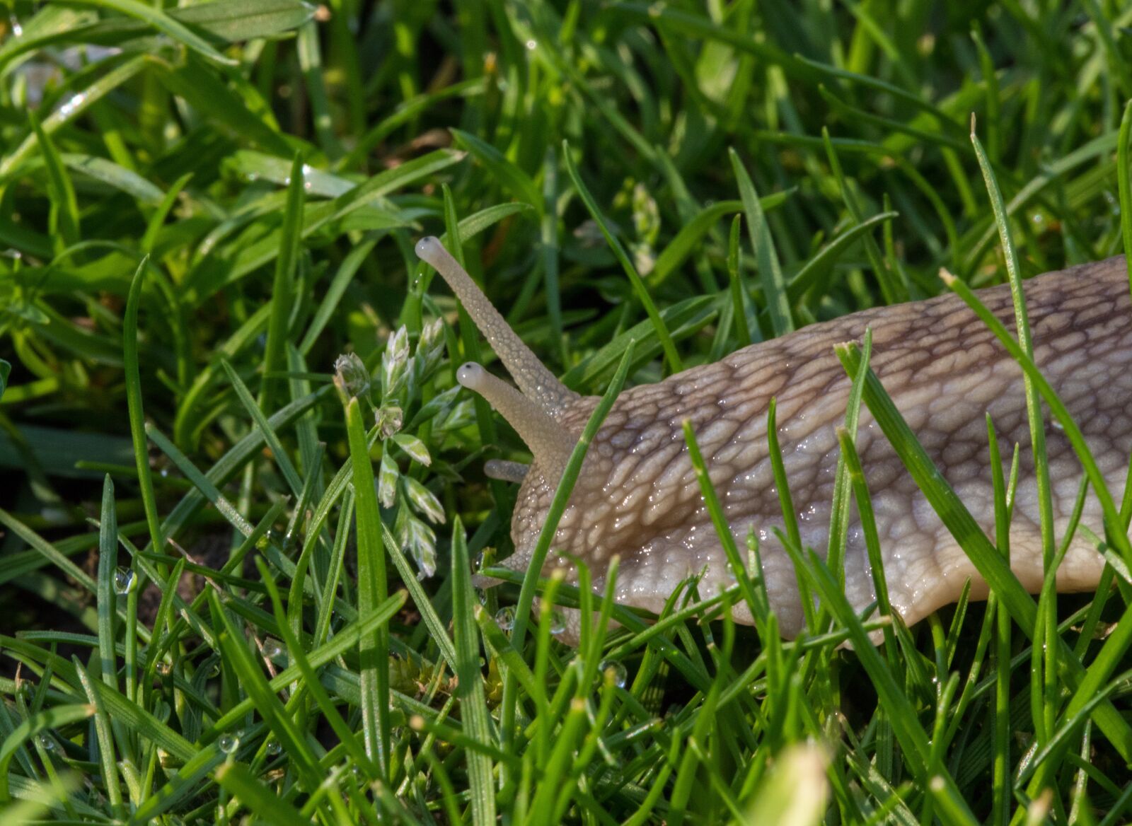 Canon EOS 6D Mark II sample photo. Eyes, snail, slowly photography