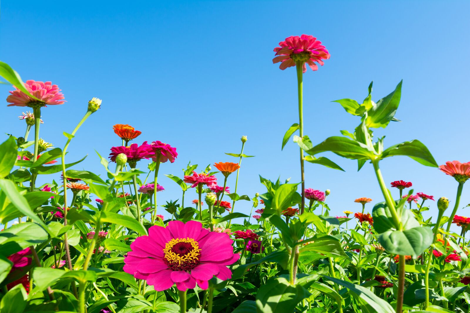 Nikon D7100 sample photo. Dream park, incheon, crape photography