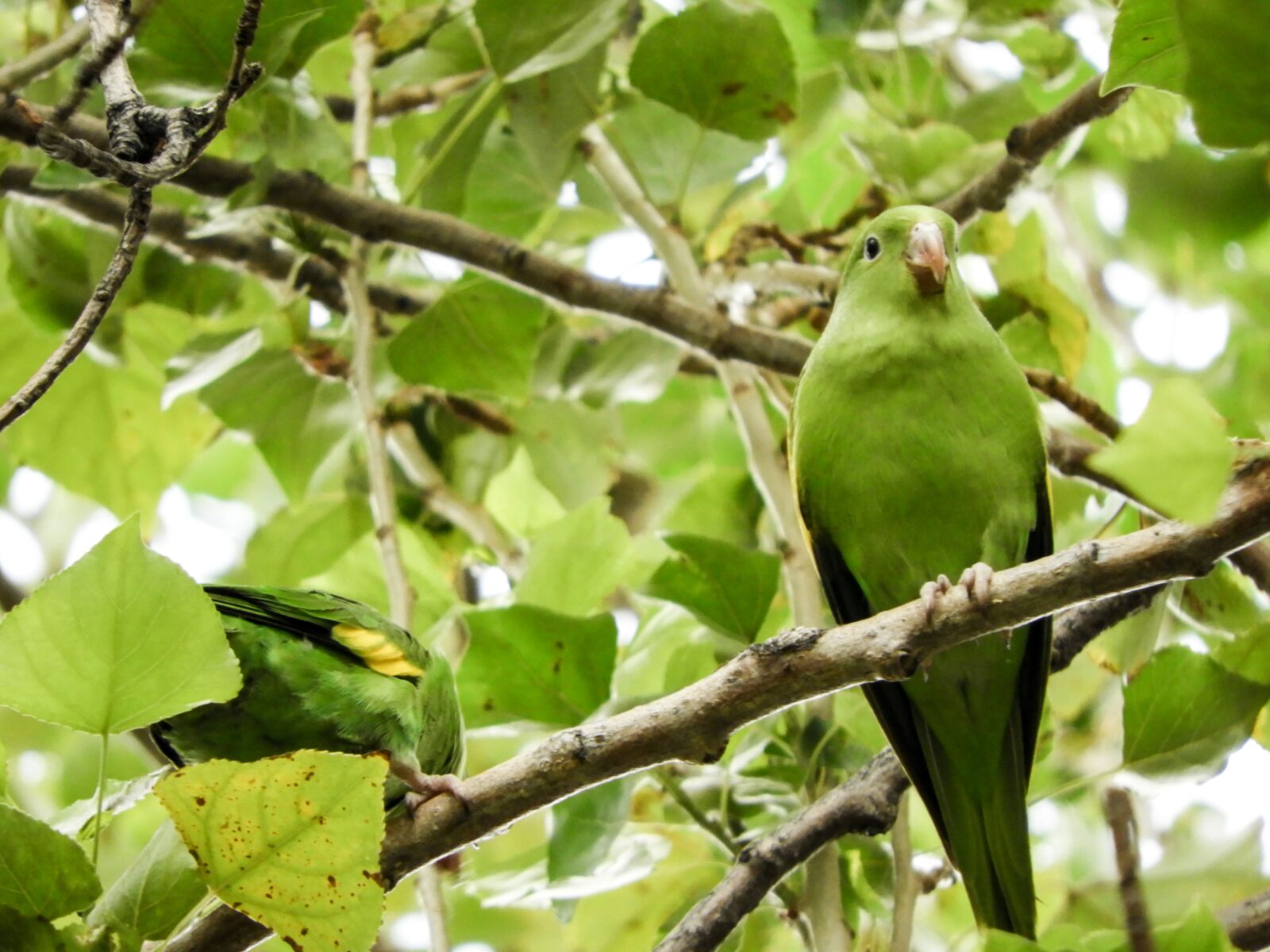 Nikon Coolpix B700 sample photo. Parrot, budgie, native photography
