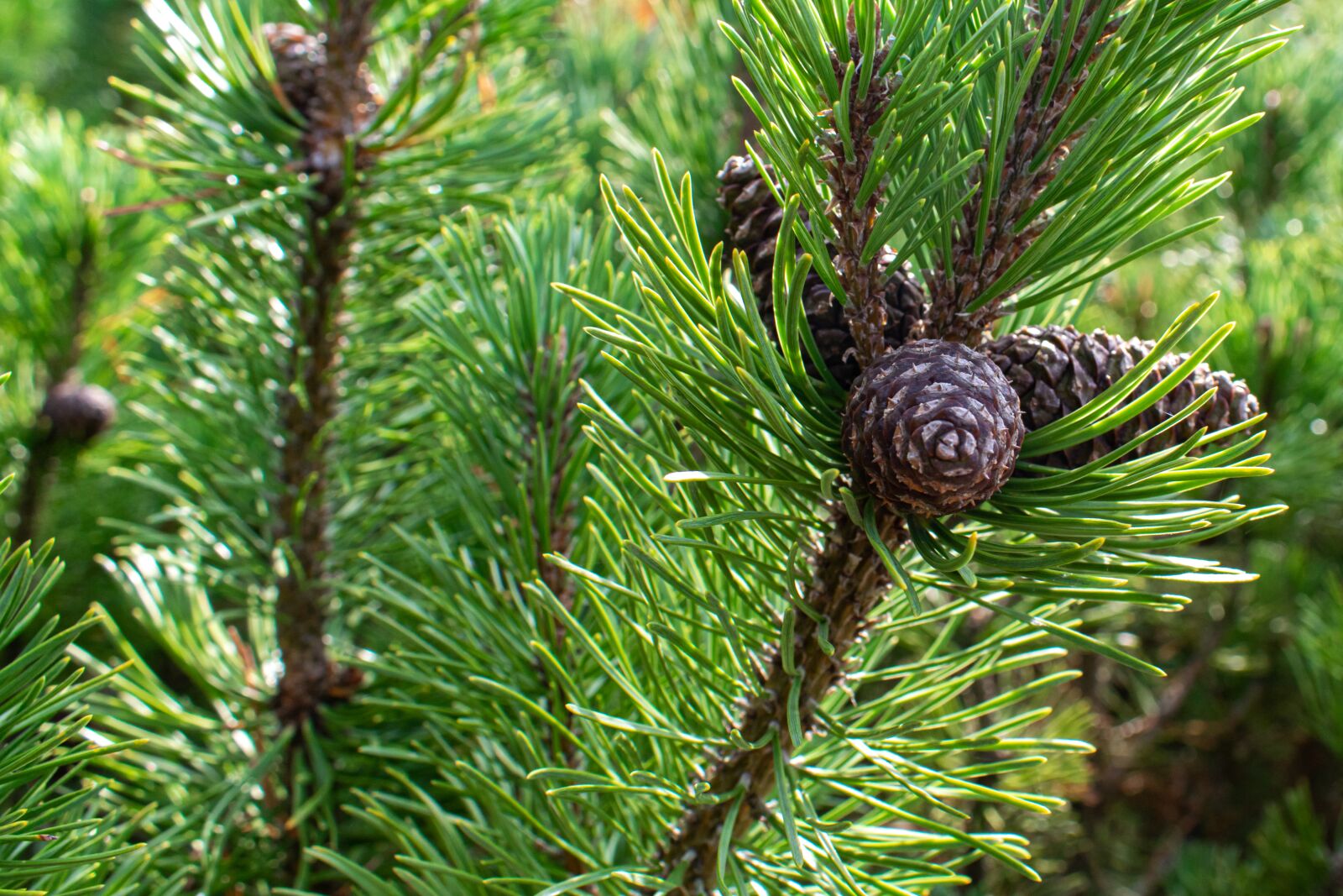Nikon D5300 sample photo. Pine needle, pine cones photography