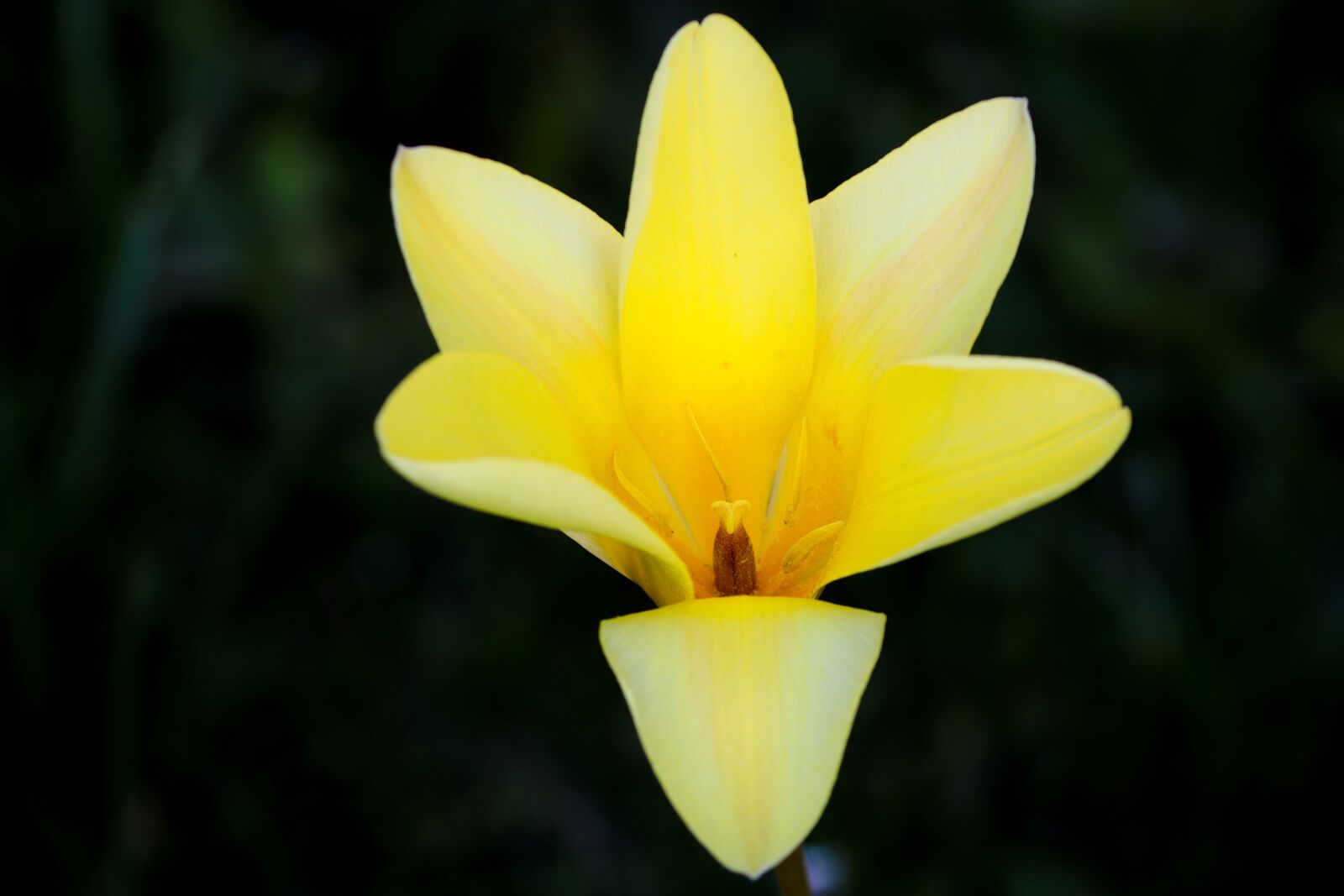 Canon EOS 200D (EOS Rebel SL2 / EOS Kiss X9) sample photo. Tulip, blossom, bloom photography