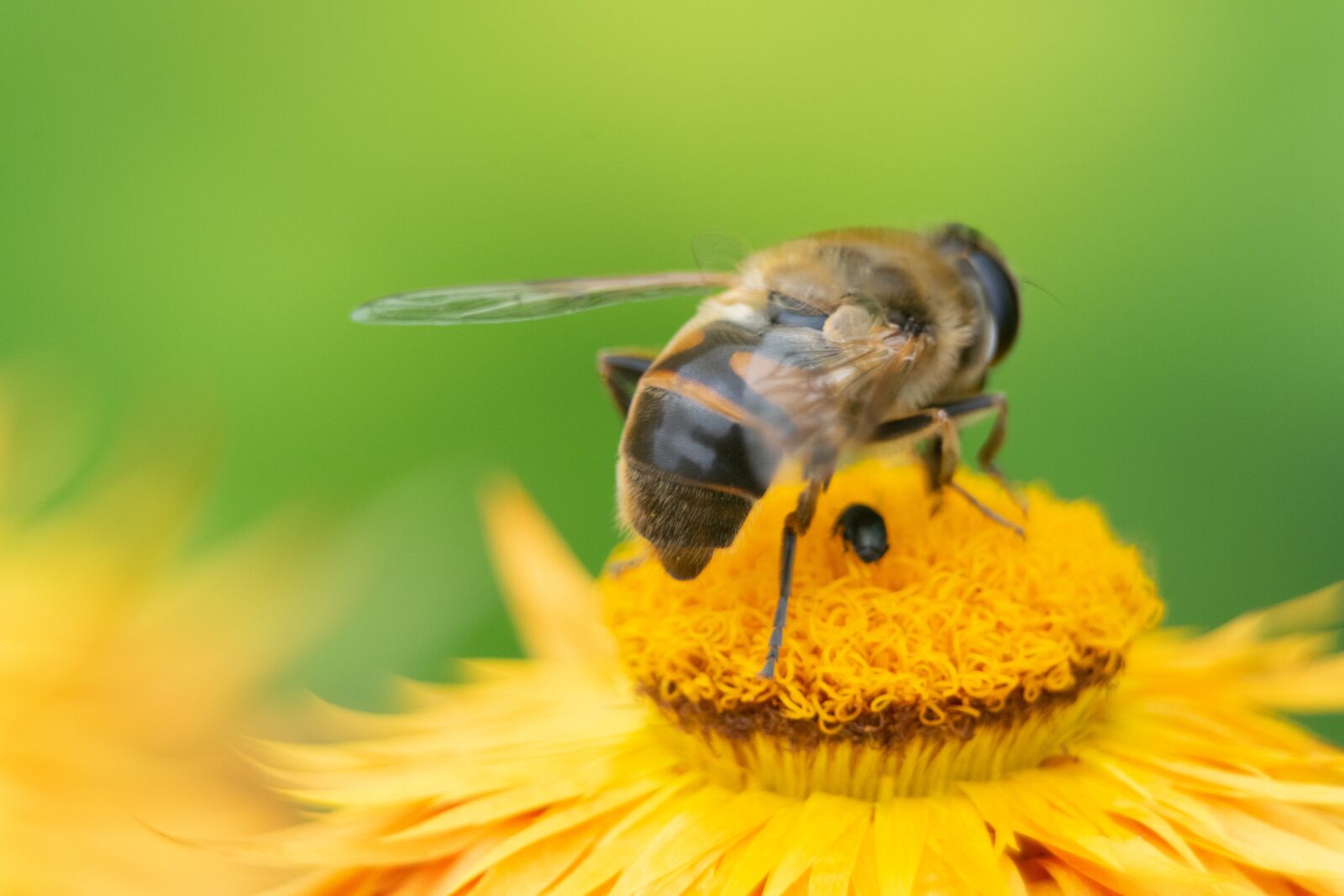 Nikon D3300 sample photo. Bee, flower, insect photography