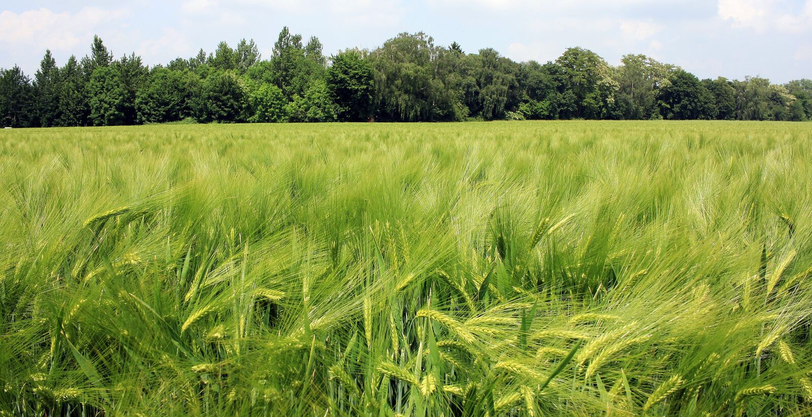 Canon EOS 550D (EOS Rebel T2i / EOS Kiss X4) sample photo. Barley field, barley, cereals photography