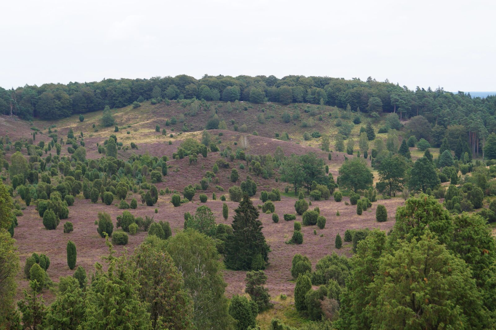 Sony DT 18-55mm F3.5-5.6 SAM II sample photo. Landscape, heathland, purple photography