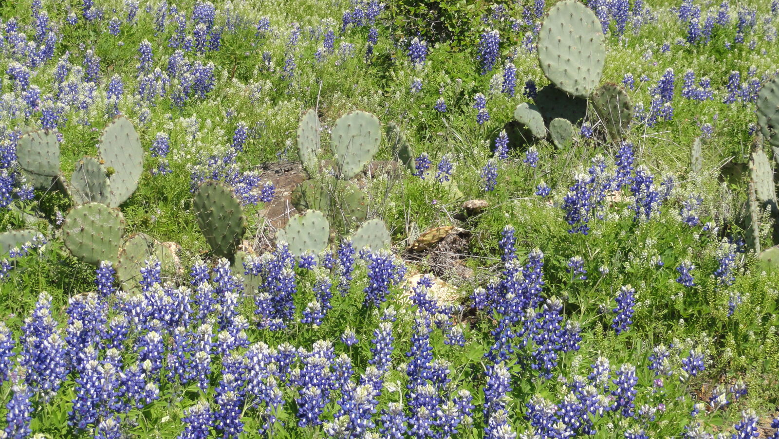 Sony DSC-HX5V sample photo. Bluebonnets, cactus, flowers, spring photography