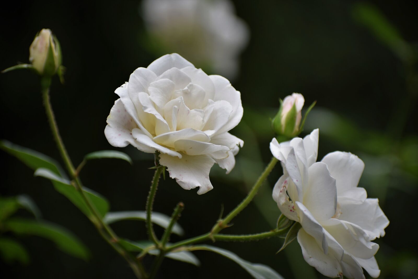 Nikon D3300 sample photo. White roses, purity symbol photography