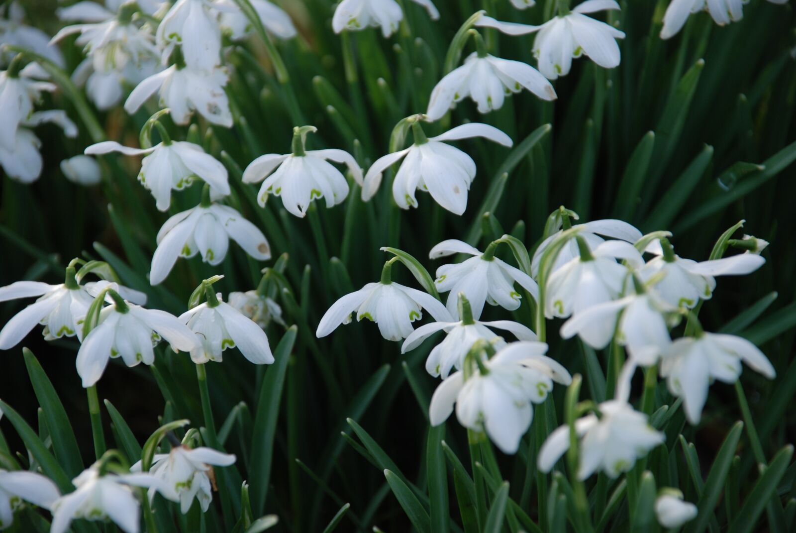 Nikon D80 sample photo. Flowers, snowdrops, winter photography