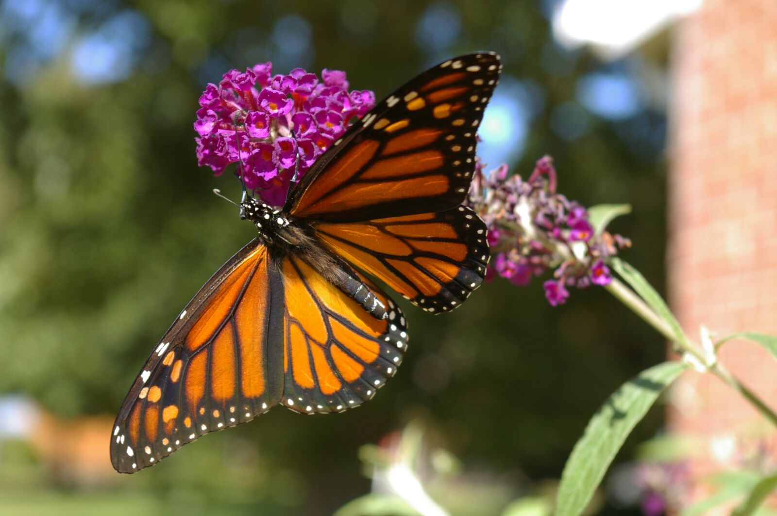 Pentax *ist DL sample photo. Butterfly, monarch, bush photography