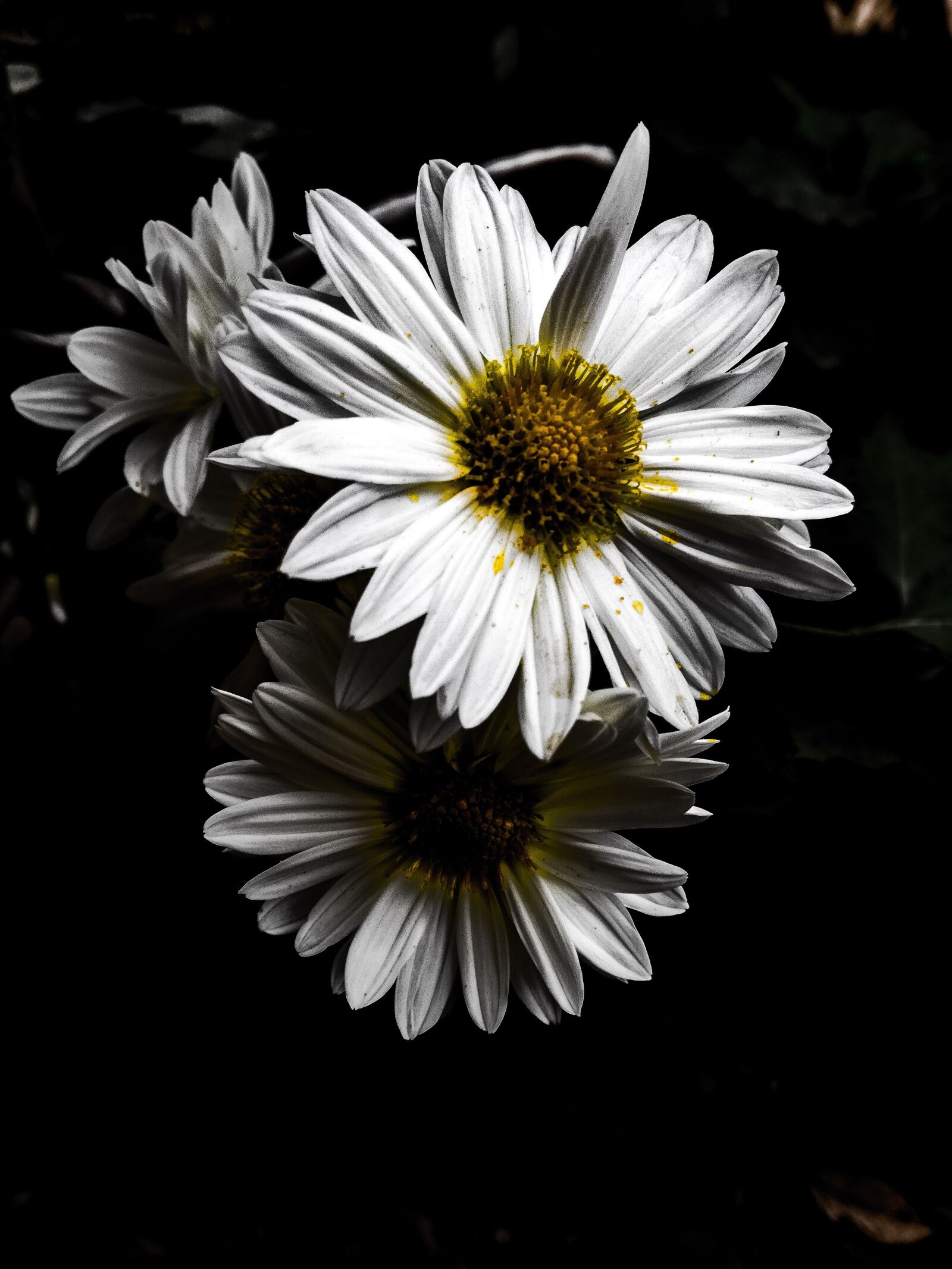 HUAWEI P9 LITE sample photo. Nature, white flowers, natural photography