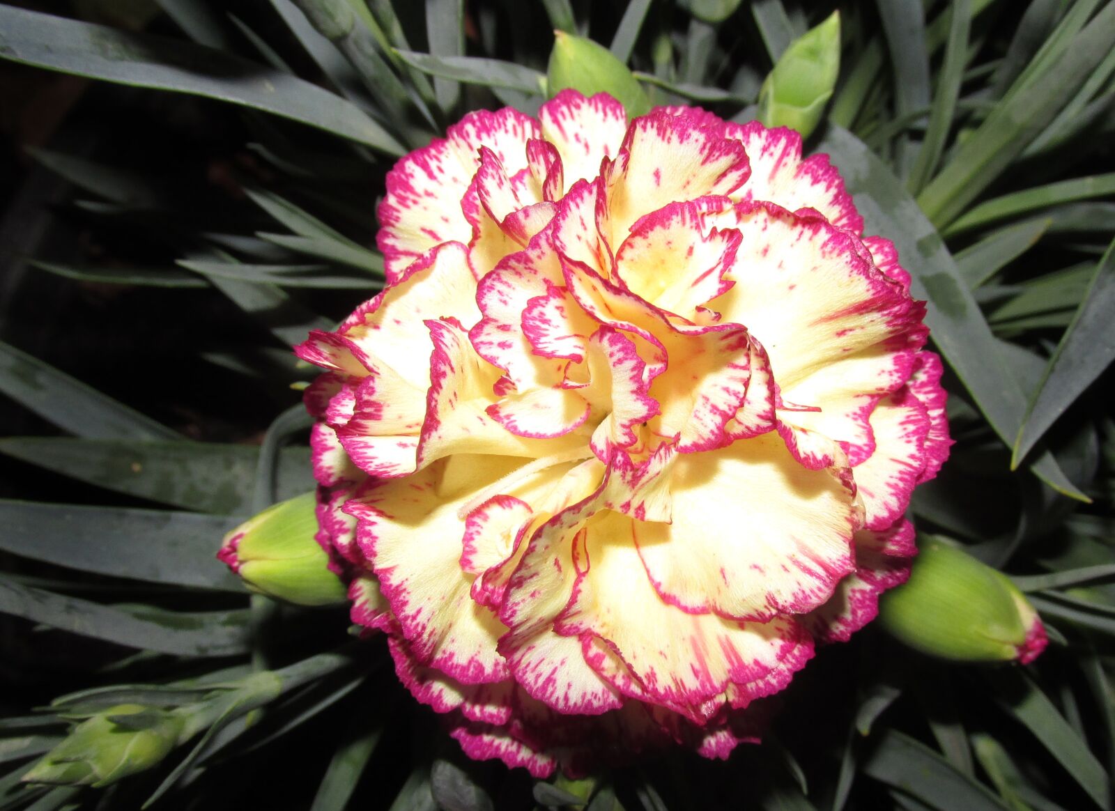 Canon PowerShot SX170 IS sample photo. Carnation, flower, plant photography