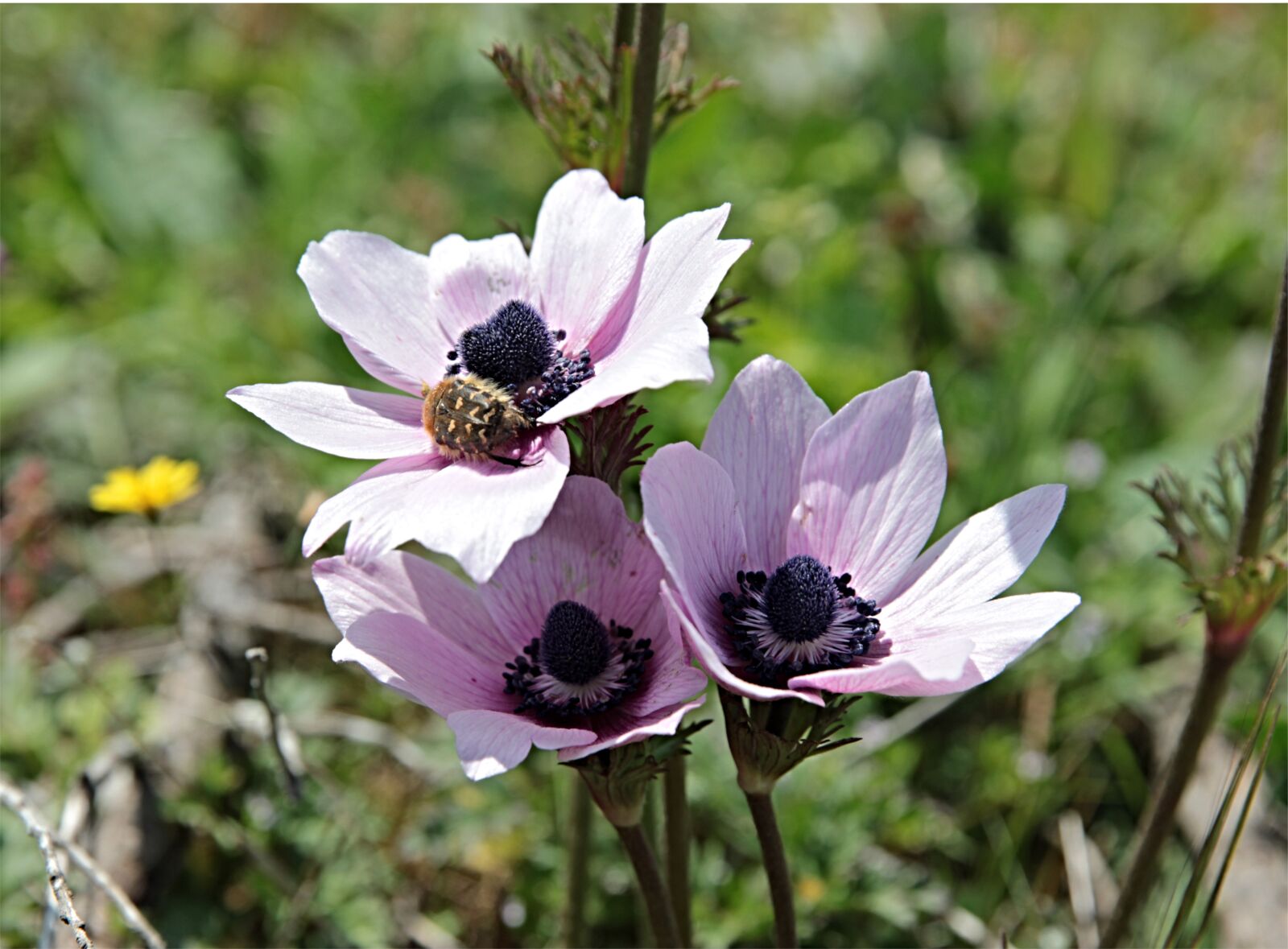 Canon EF 24-70mm F2.8L II USM sample photo. Anemone, flower, nature photography