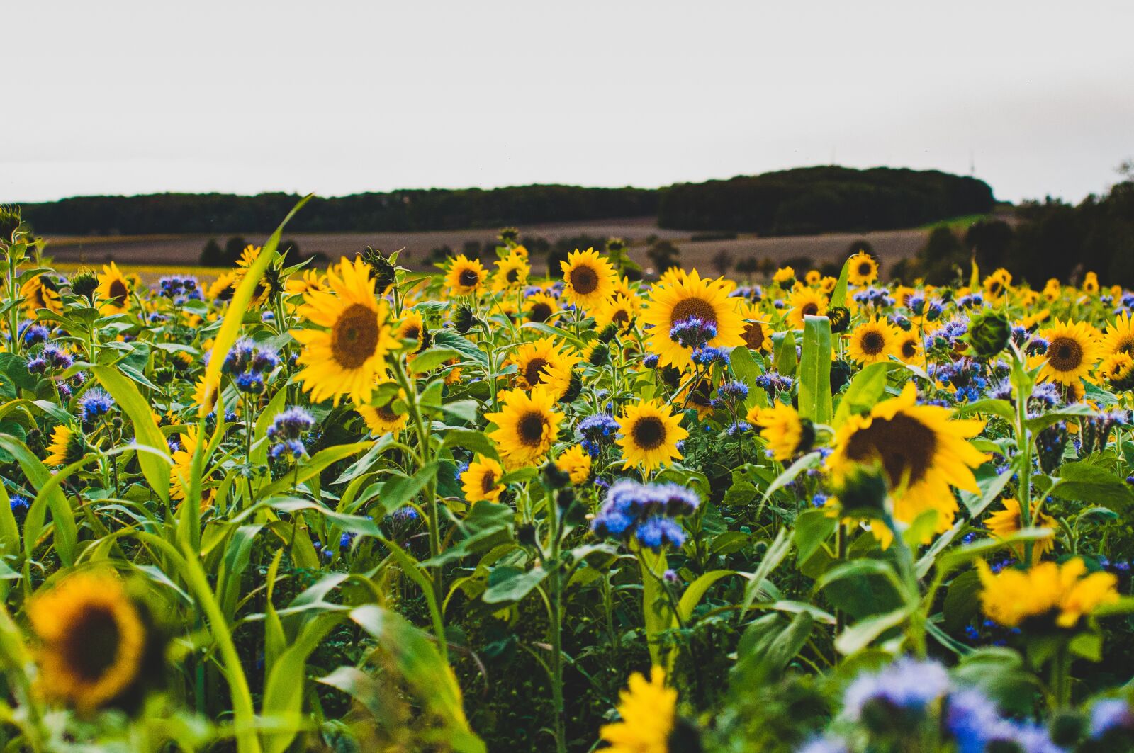 Nikon D90 sample photo. Nature, field, flowers photography