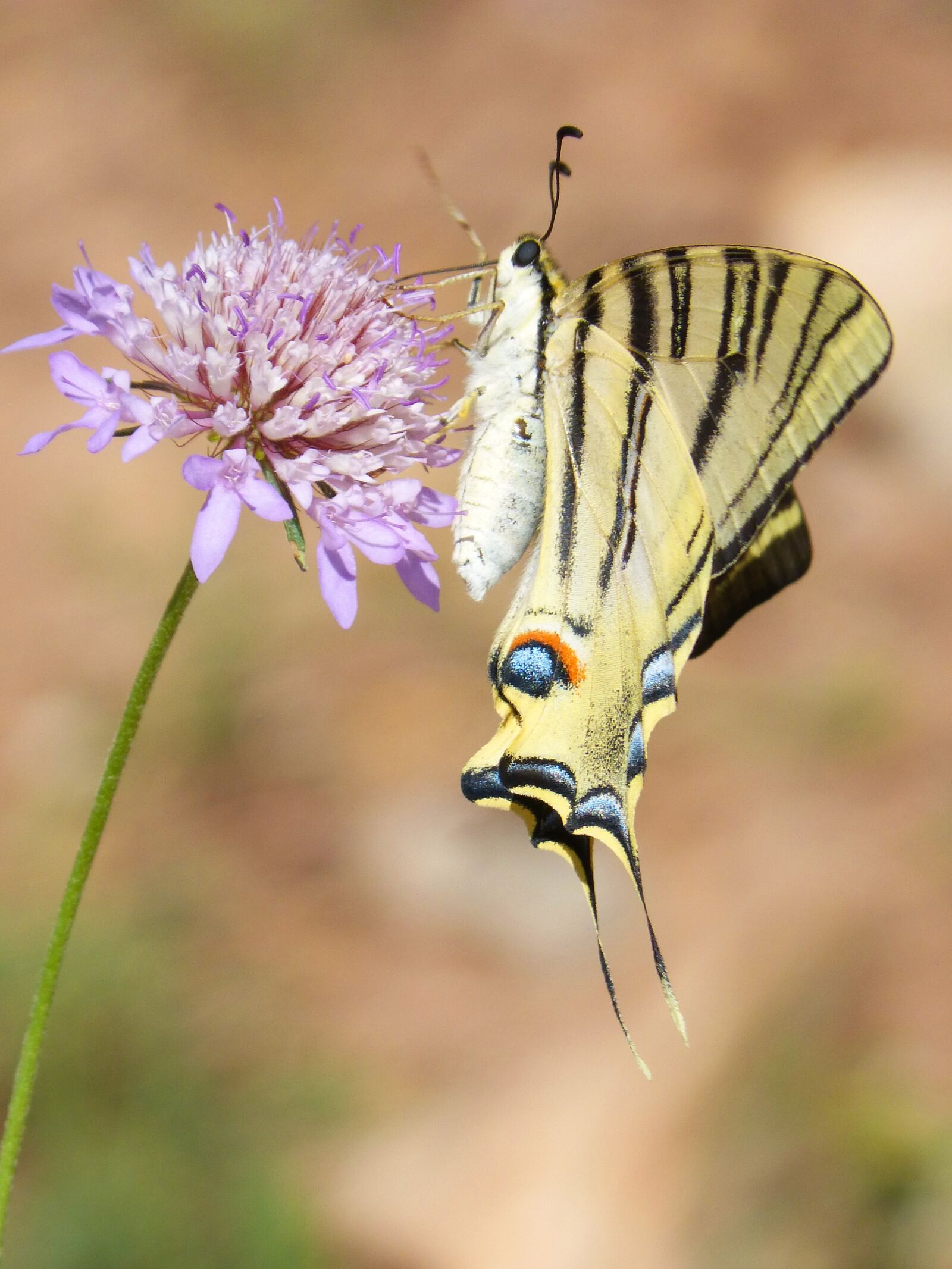 Panasonic DMC-FZ62 sample photo. Papilio machaon, butterfly, machaon photography