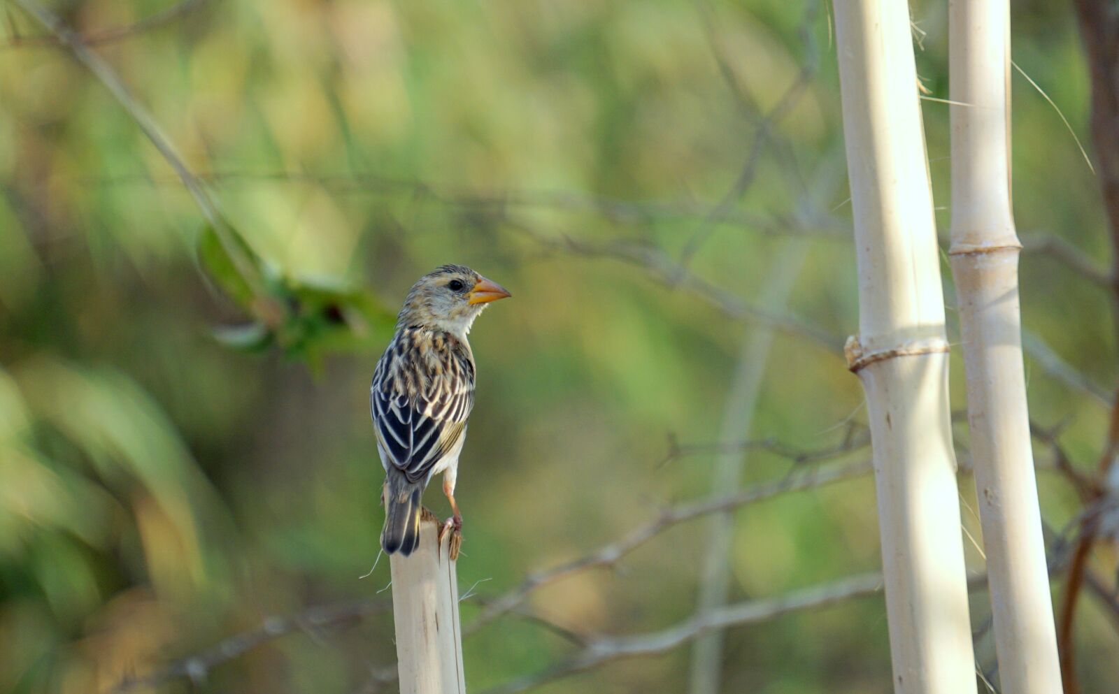 Sony a6000 sample photo. Home sparrow, bharat, banswara photography