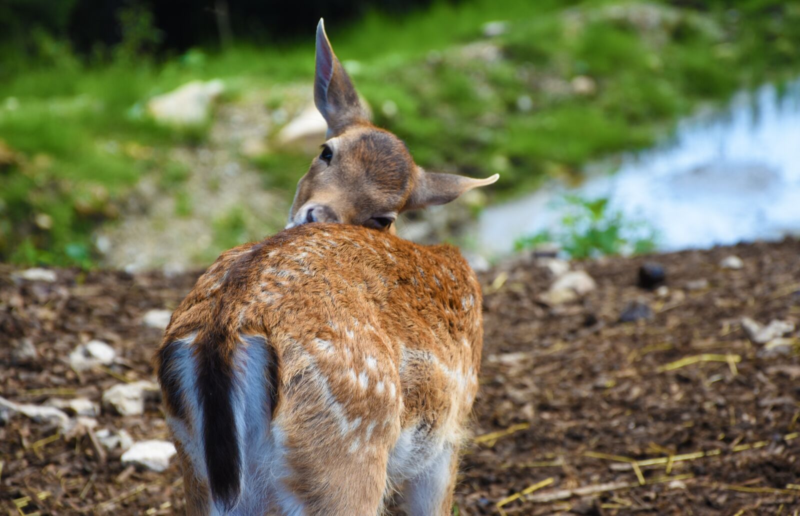 Nikon D7200 sample photo. Roe deer, animal, wild photography
