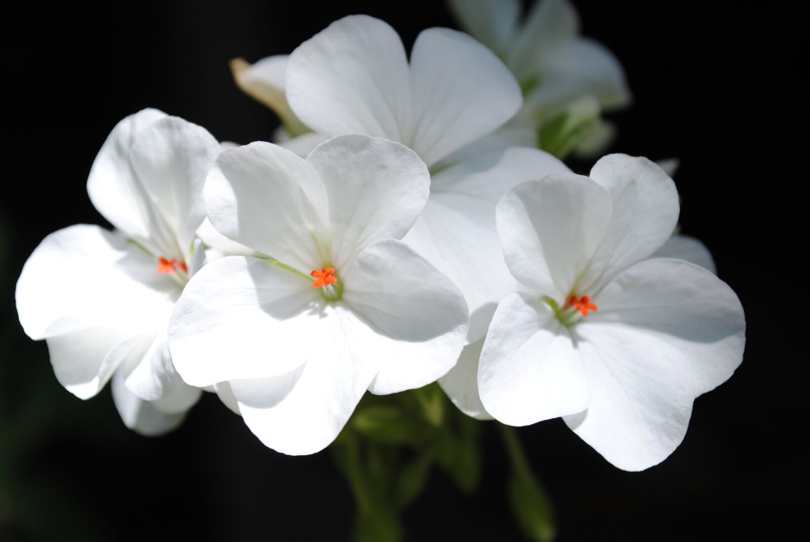 Nikon D3000 sample photo. Flower, nature, garden photography
