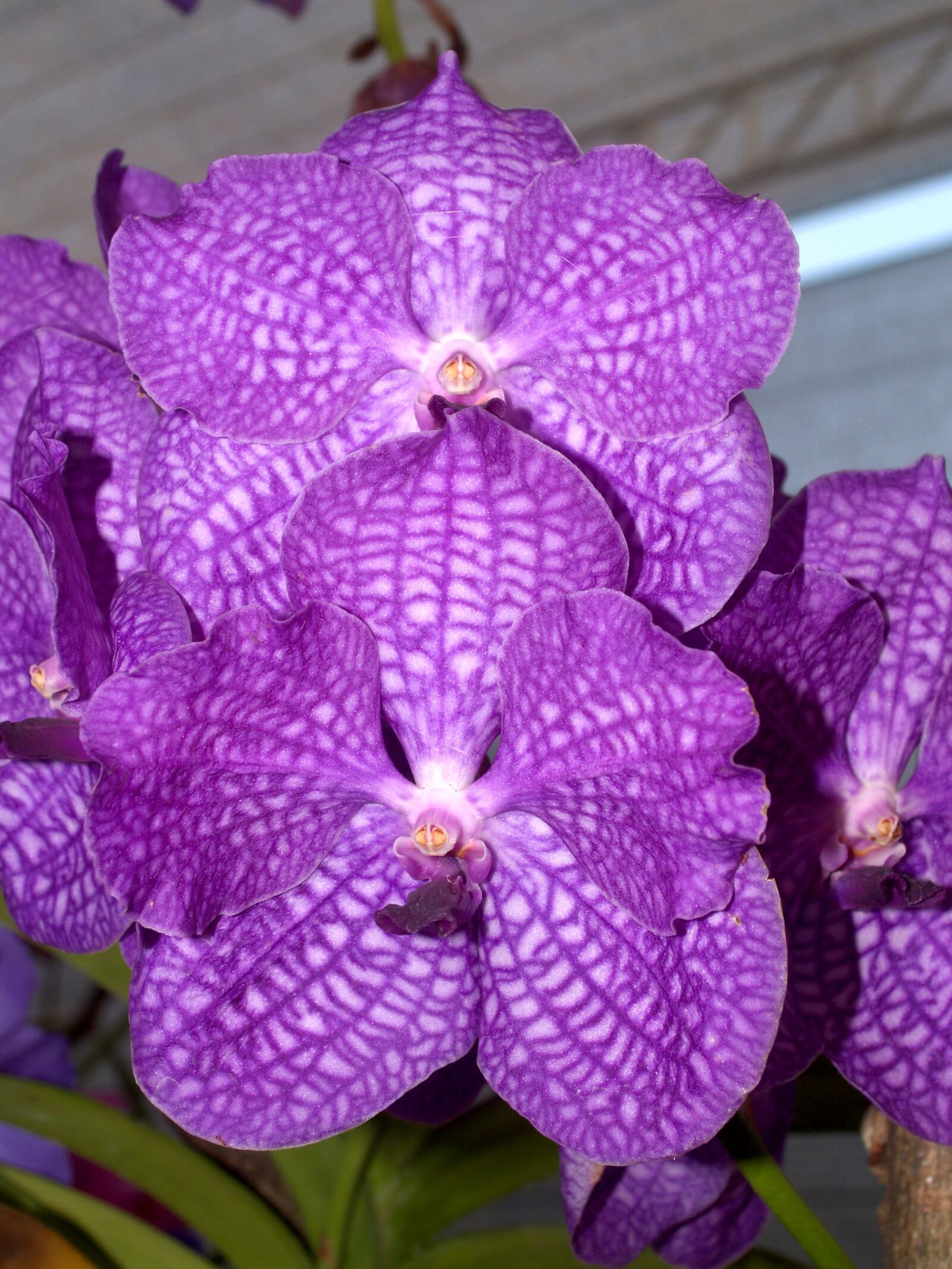 Olympus E-300 (EVOLT E-300) sample photo. Orchid, flower, bright photography