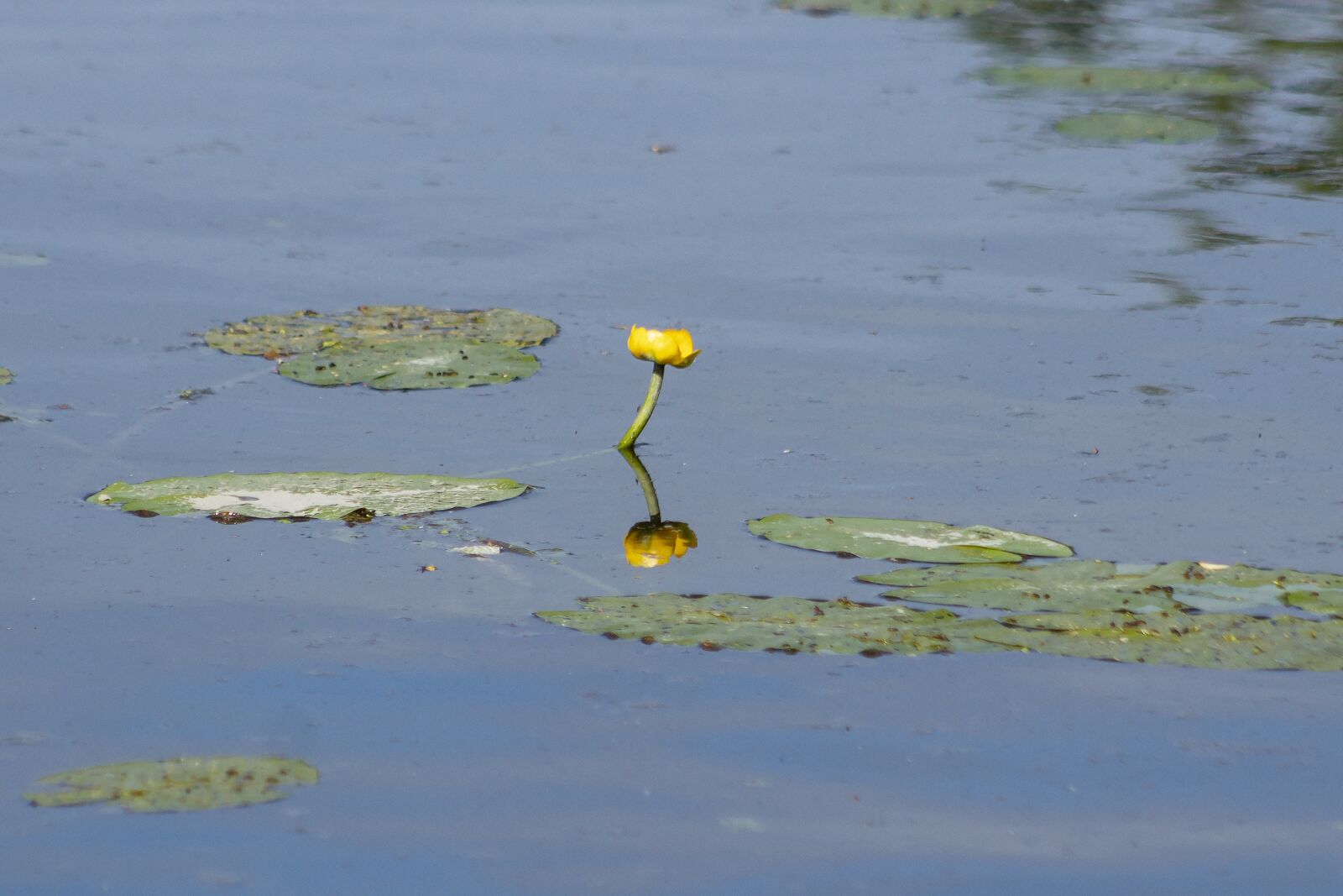 Canon EF75-300mm f/4-5.6 sample photo. Nuphar, aquatic plant, flower photography