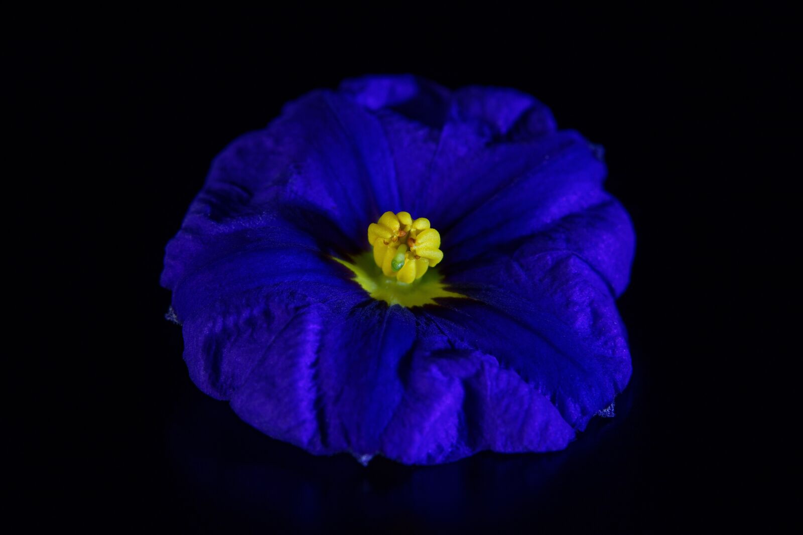Nikon D7200 sample photo. Gentian, blossom, bloom photography