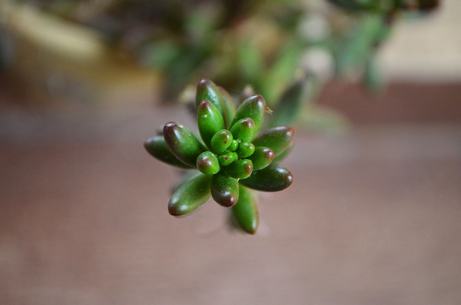 Nikon D5100 sample photo. Succulent, leaves, green photography