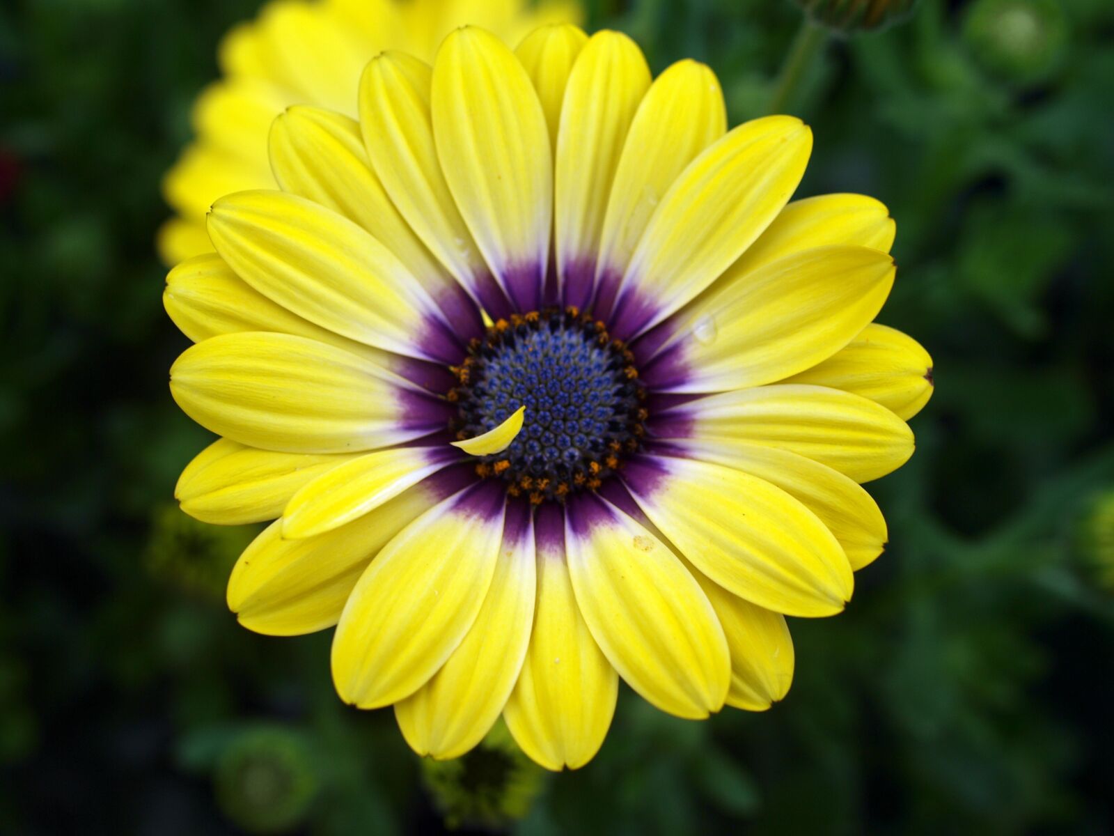 Olympus E-520 (EVOLT E-520) sample photo. Flower, nature, flora photography