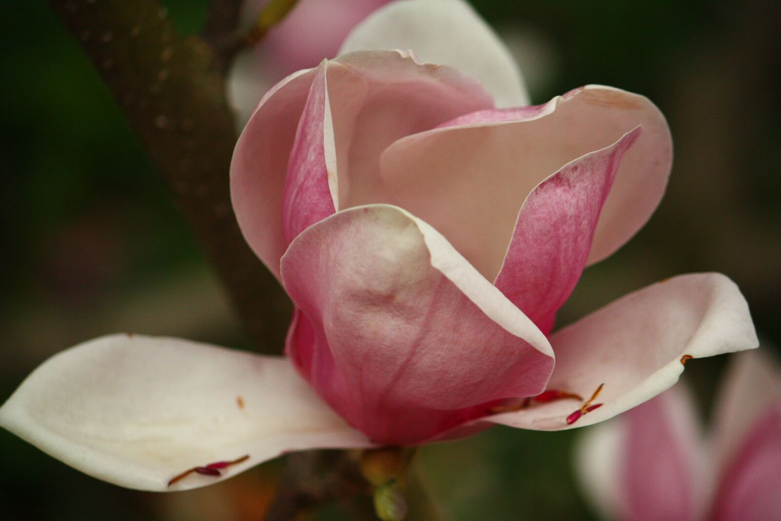 Canon EOS 450D (EOS Rebel XSi / EOS Kiss X2) sample photo. Magnolia, pink, spring photography